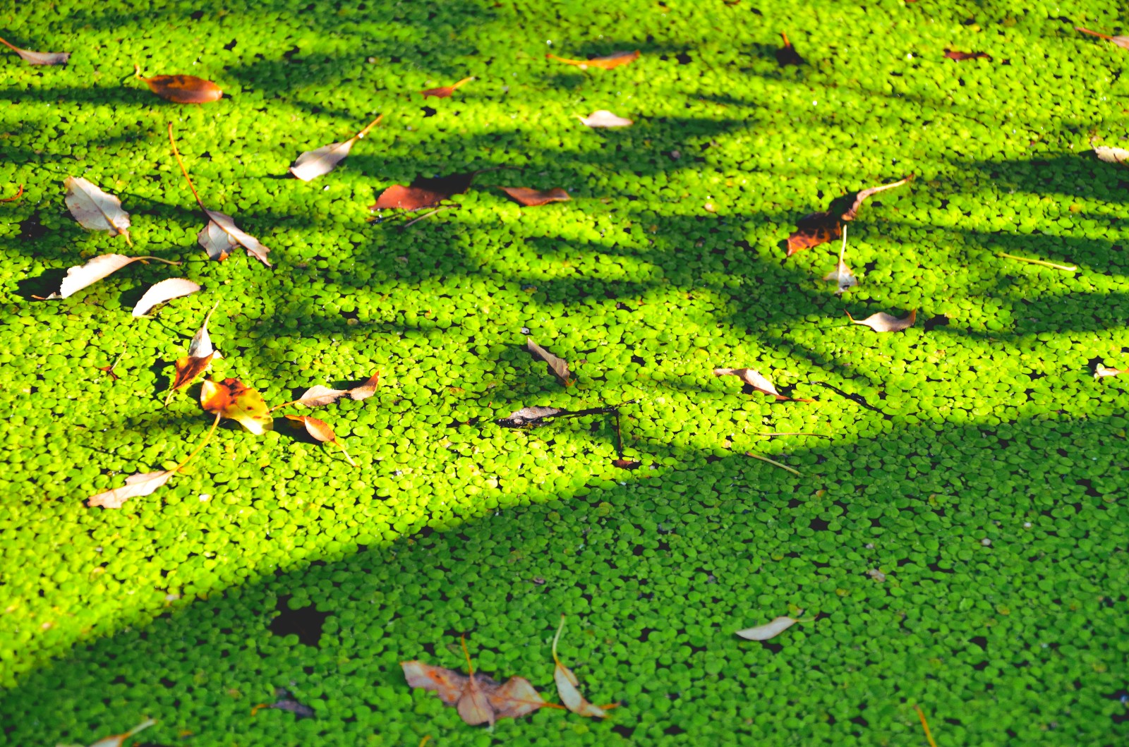 绿色浮萍在红尘陌上静守一席之地,静看流年似水,默念岁月如歌