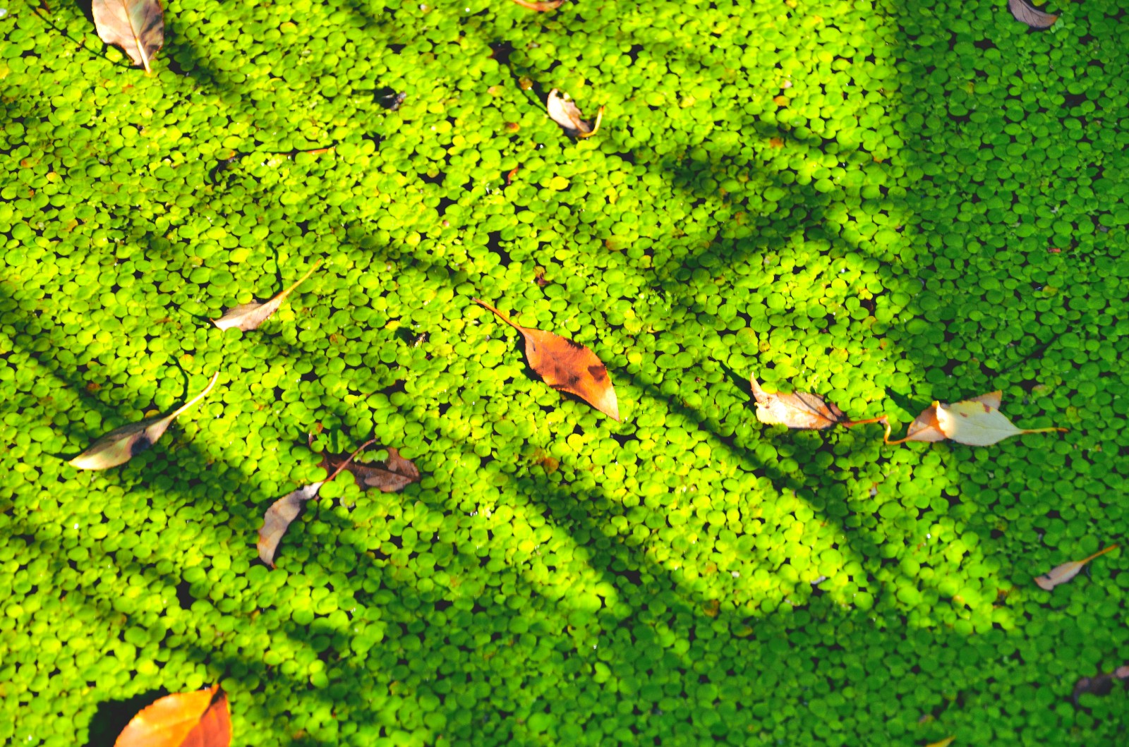 绿色浮萍在红尘陌上静守一席之地,静看流年似水,默念岁月如歌