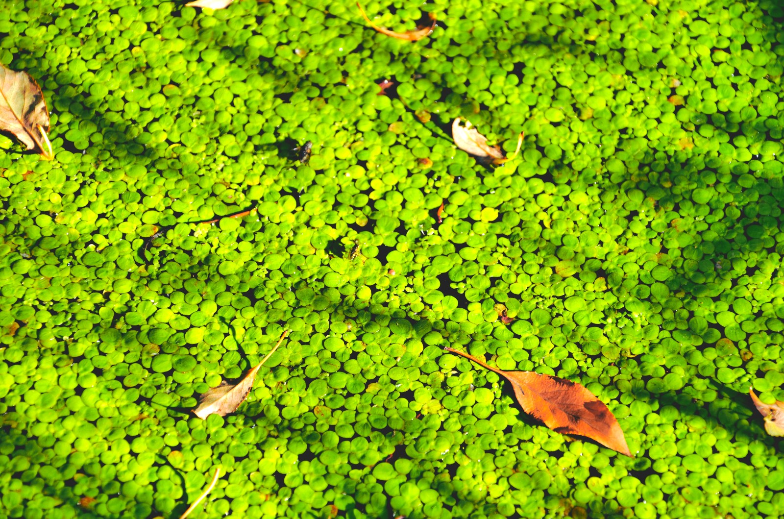 绿色浮萍在红尘陌上静守一席之地,静看流年似水,默念岁月如歌