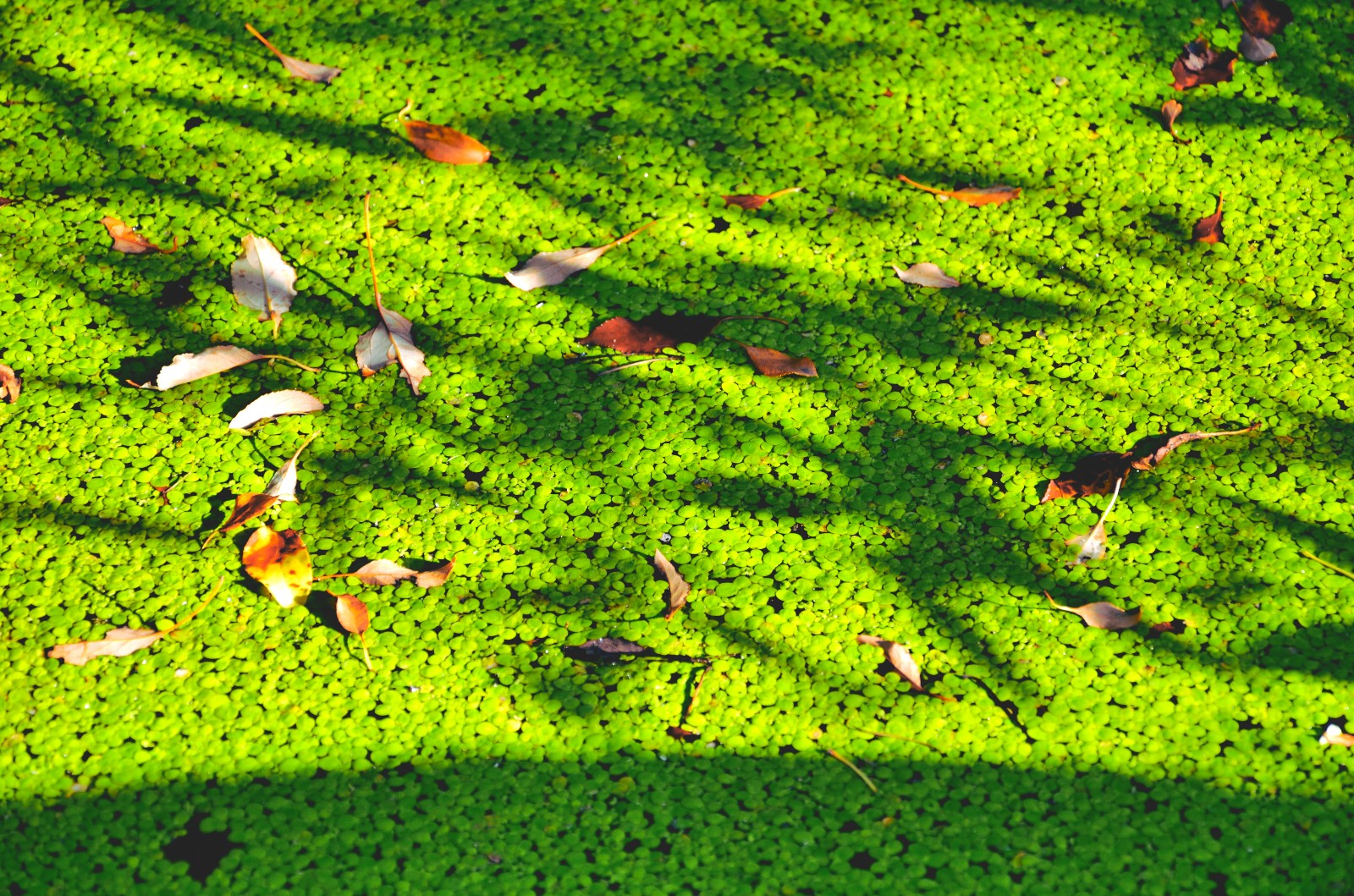 绿色浮萍在红尘陌上静守一席之地,静看流年似水,默念岁月如歌