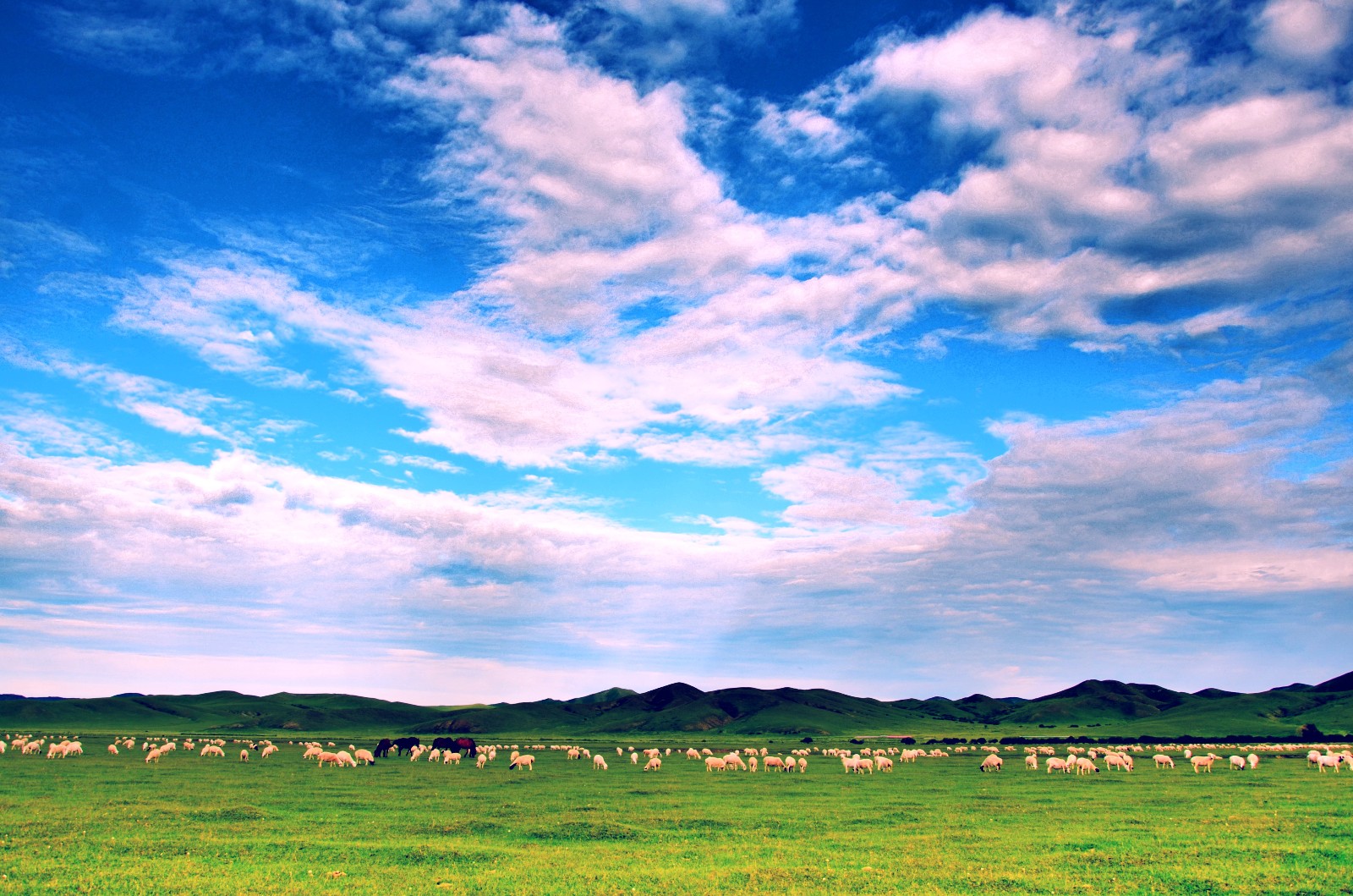 草原上的牛羊就像一首首牧歌低低诉说着一处处往事