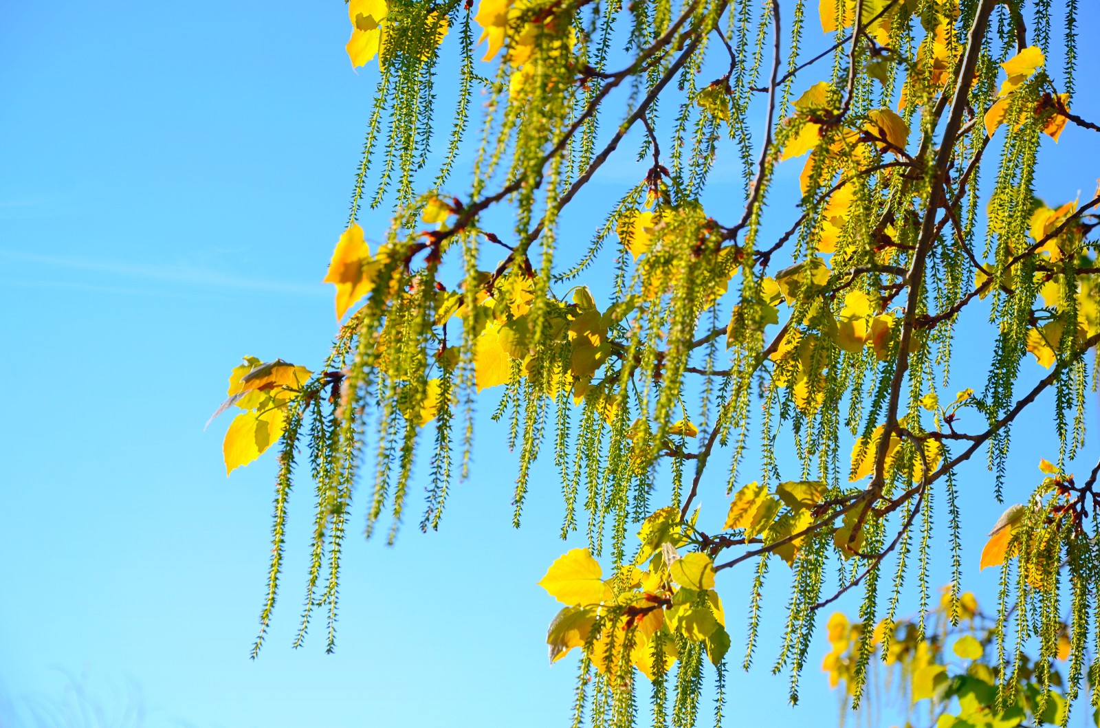 抬头看看春天的杨树有你想要美