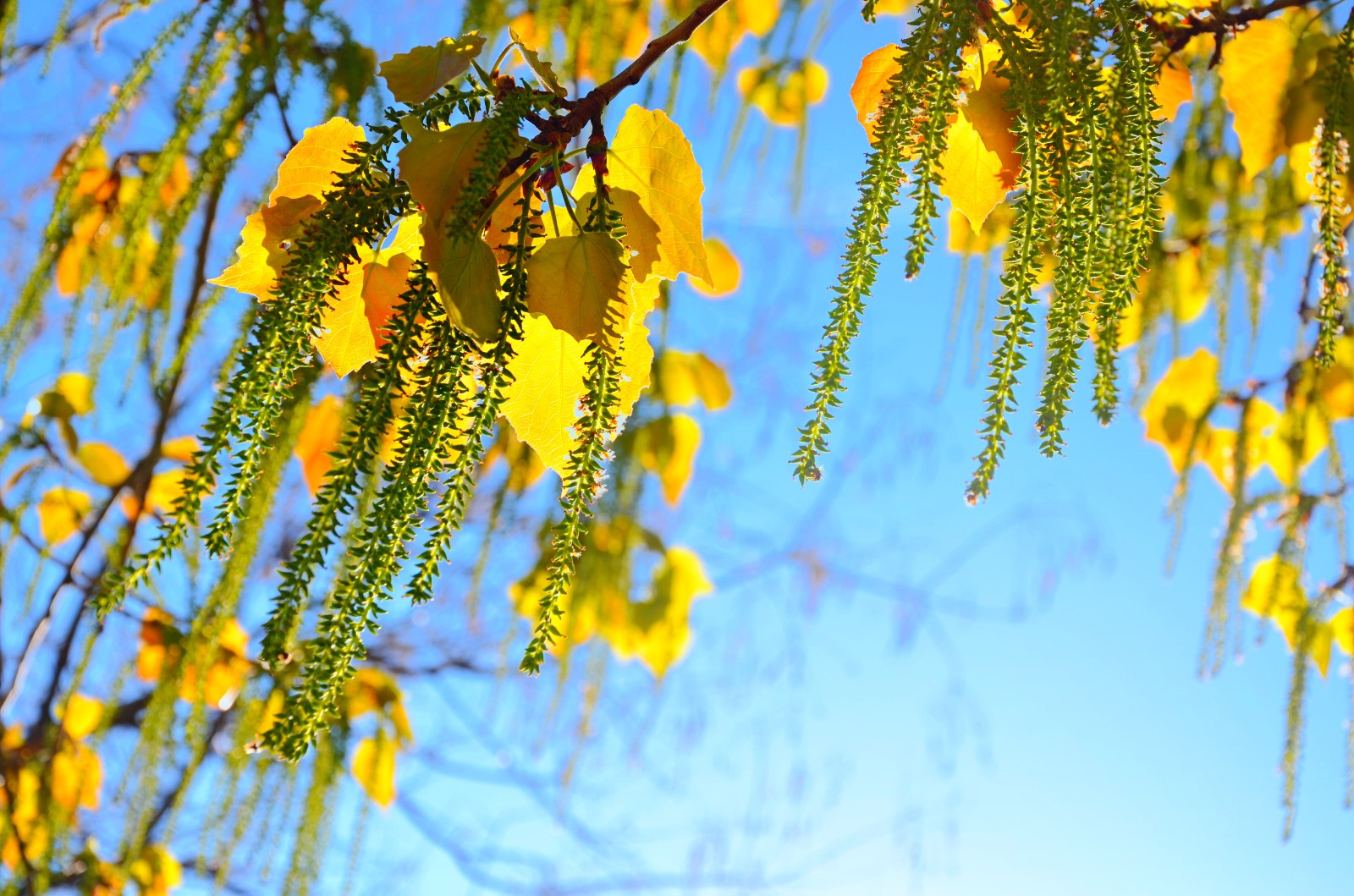 抬头看看春天的杨树有你想要美
