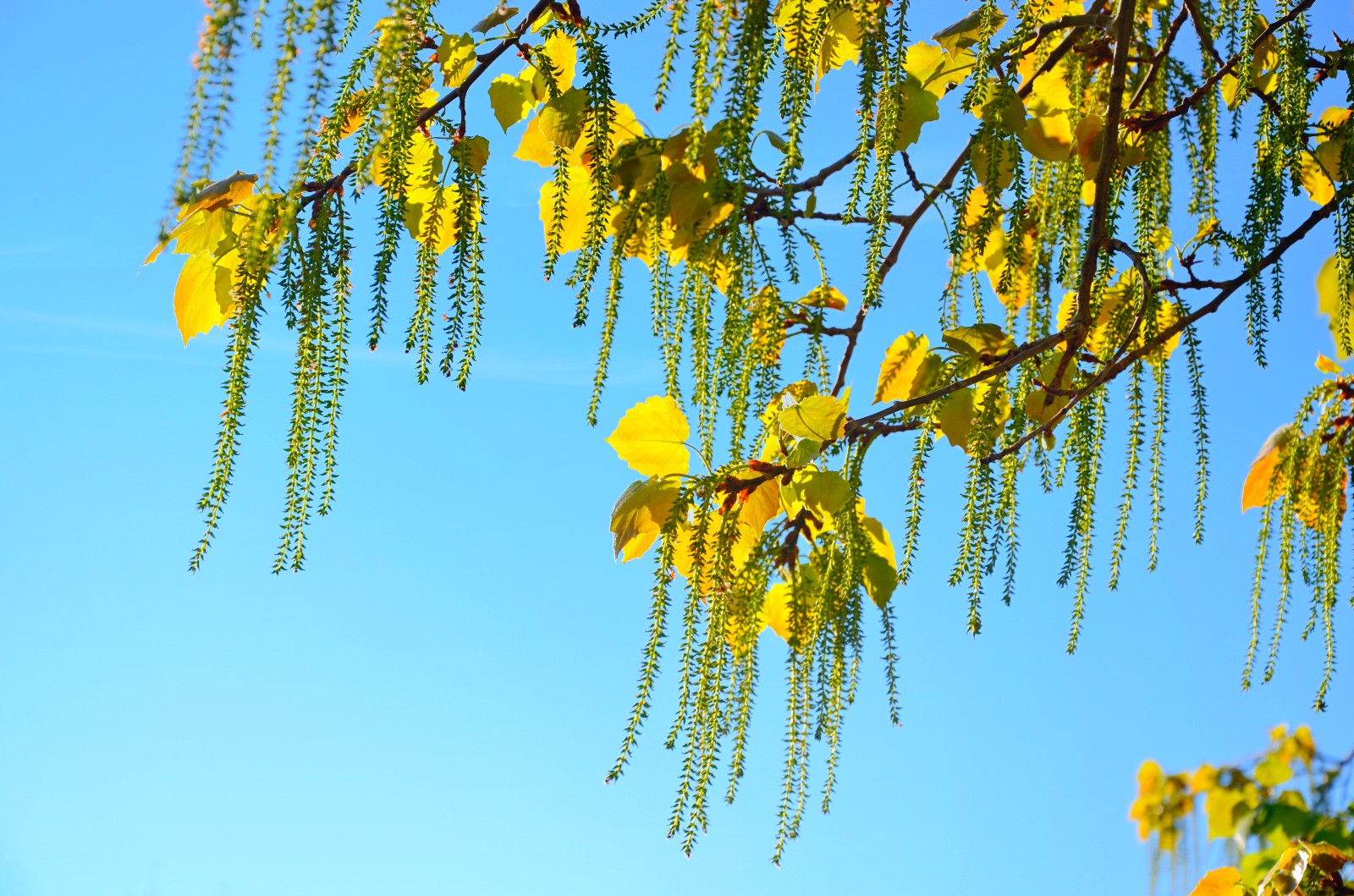 春天杨树的照片图片