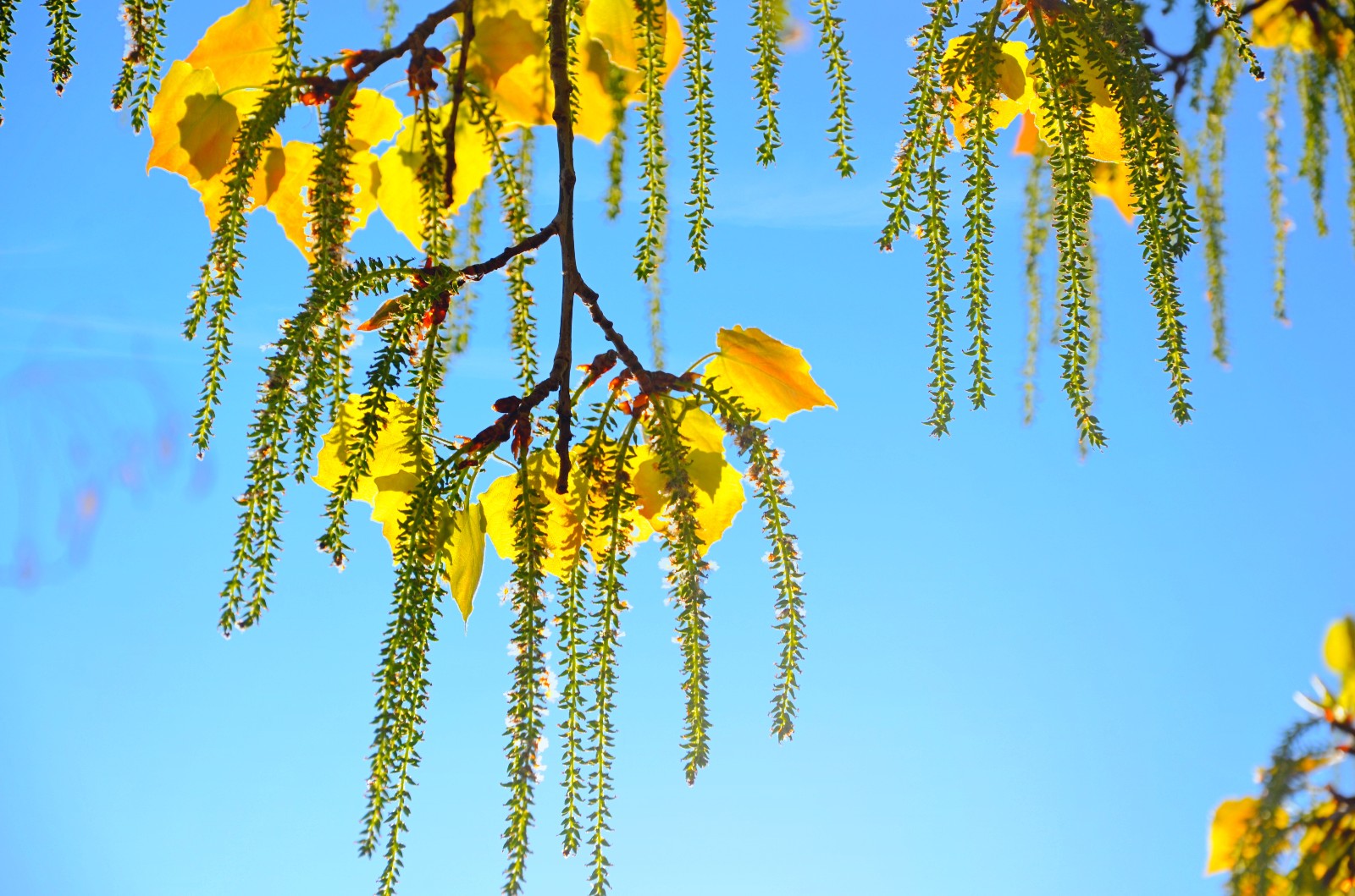 抬头看看春天的杨树有你想要美