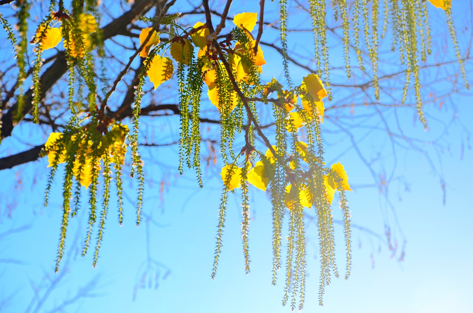 抬头看看春天的杨树有你想要美