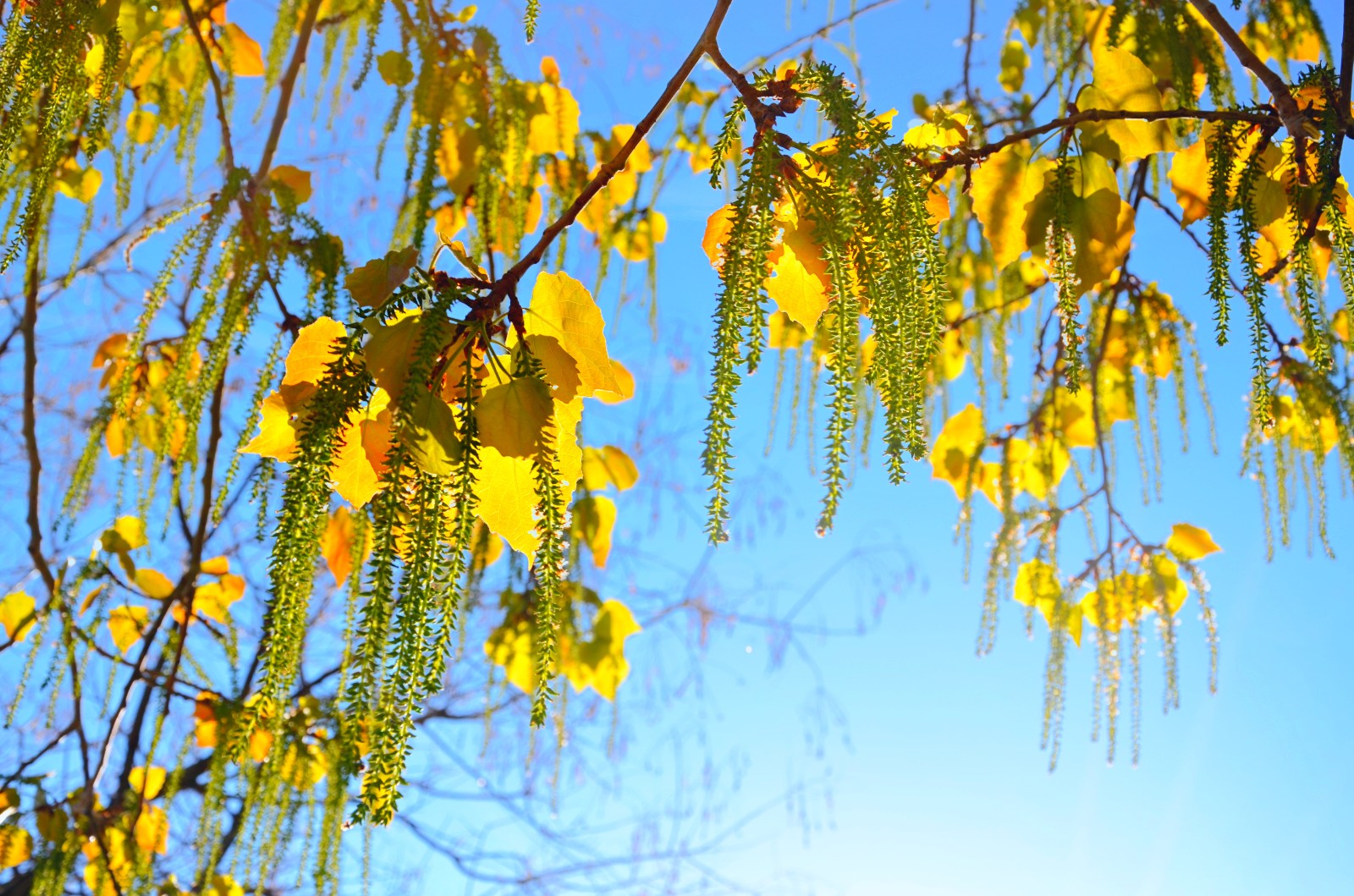 抬头看看春天的杨树有你想要美