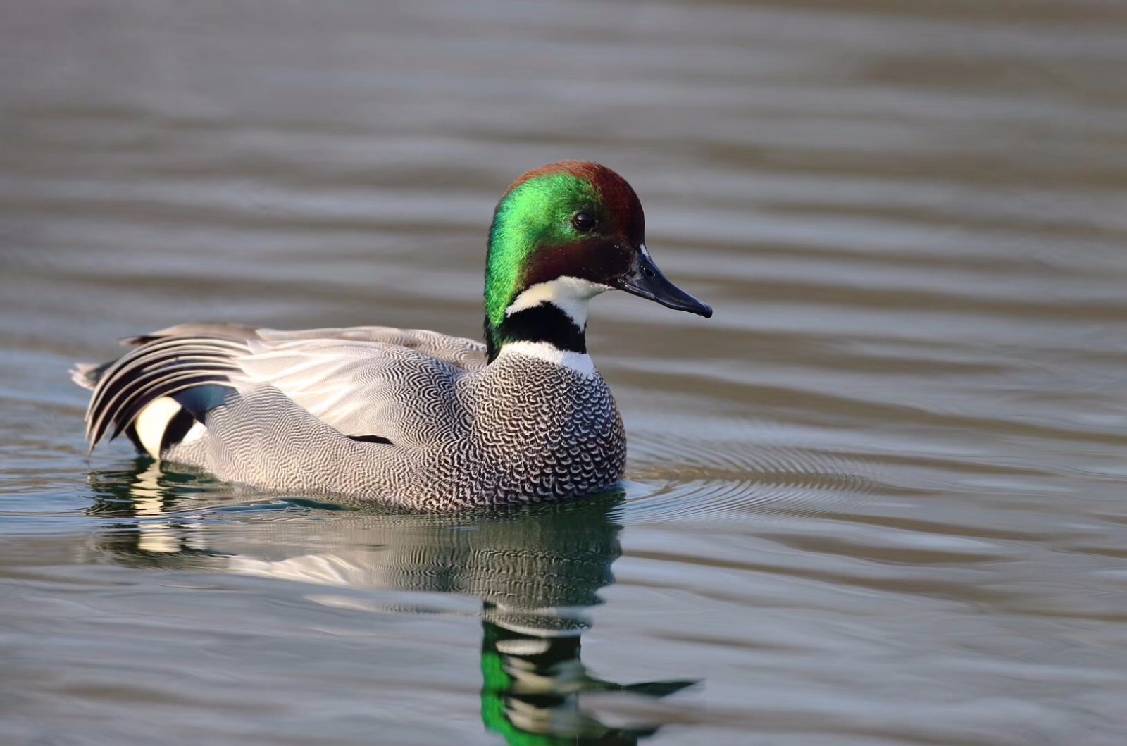 罕见超美!3只罗纹鸭飞临圆明园!该物种稀少,全中国仅有4千只!