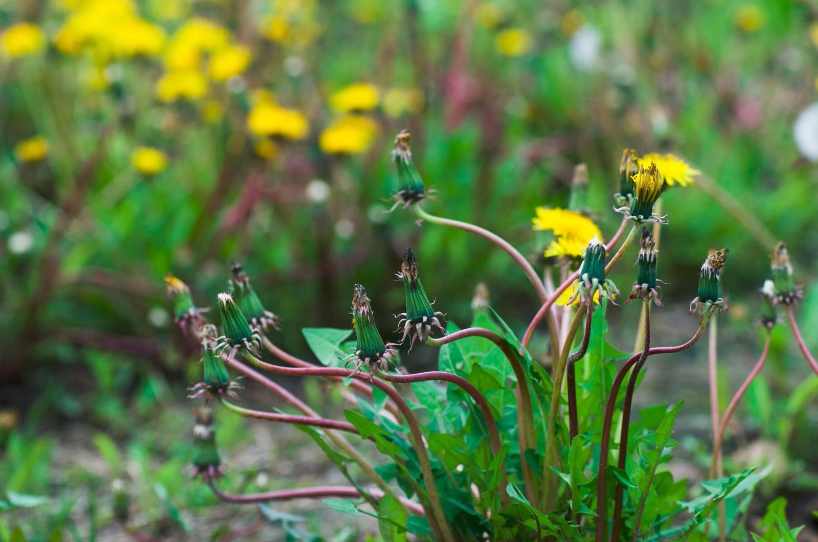 植物百科(二十二)蒲公英