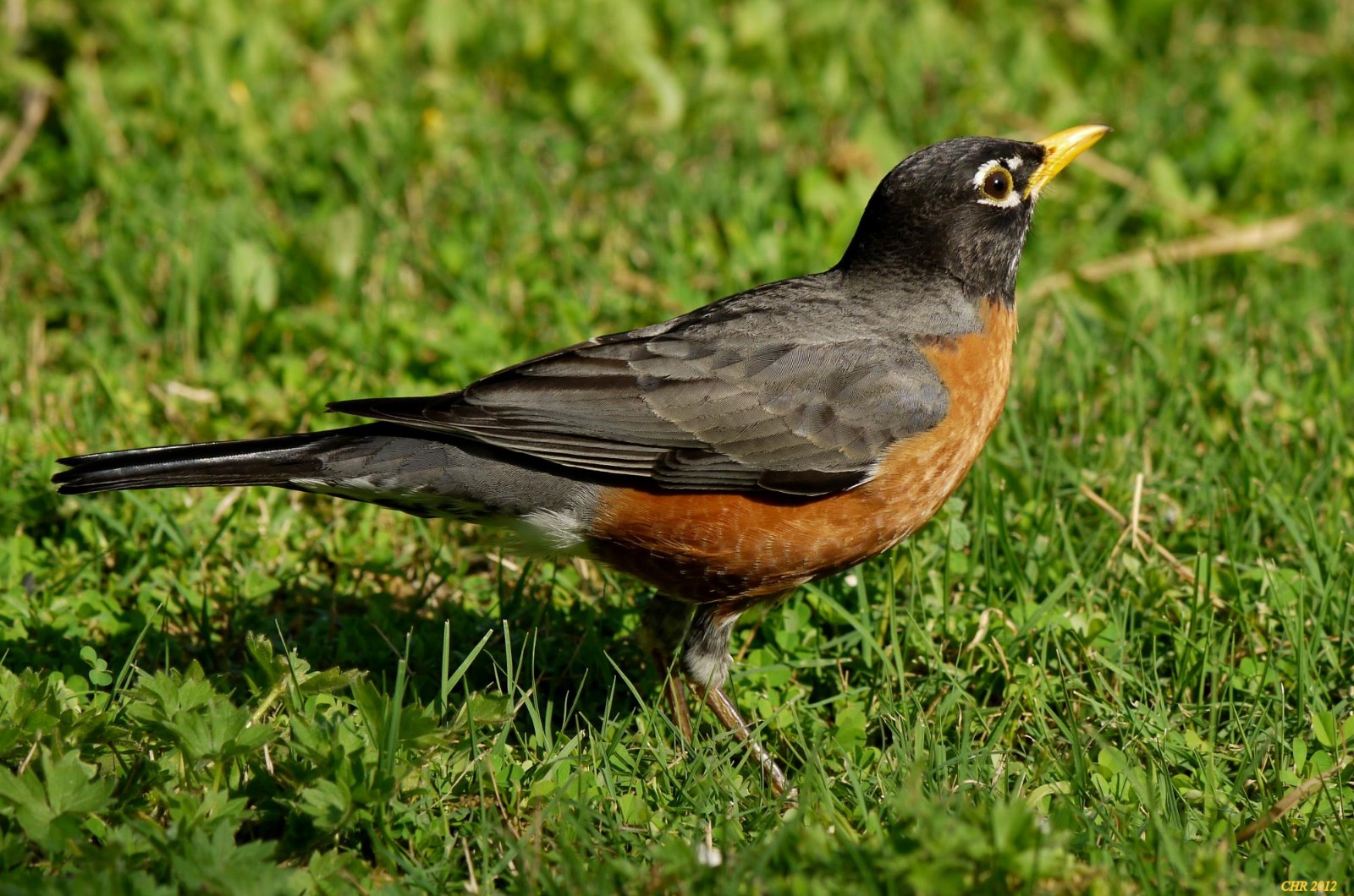 世界上4种会"唱歌"的鸟,你认识几种?