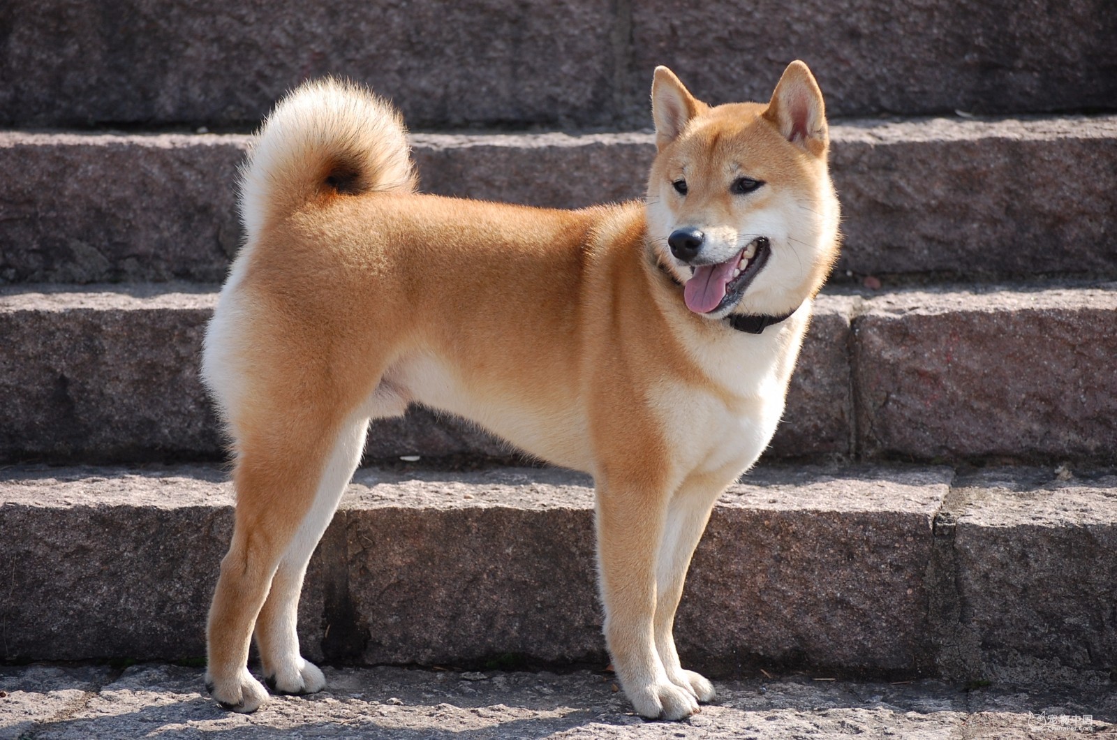 养中华田园犬的8个理由,看完我也想养一只!