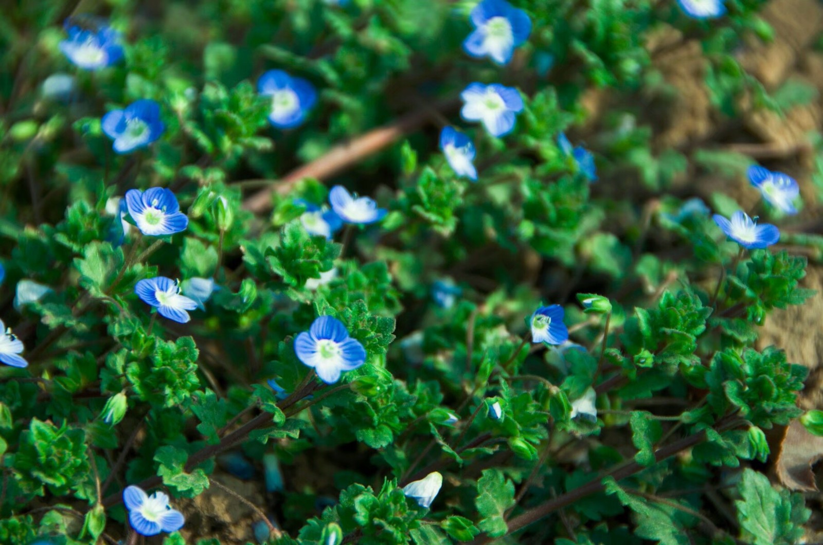 植物百科三十三婆婆纳