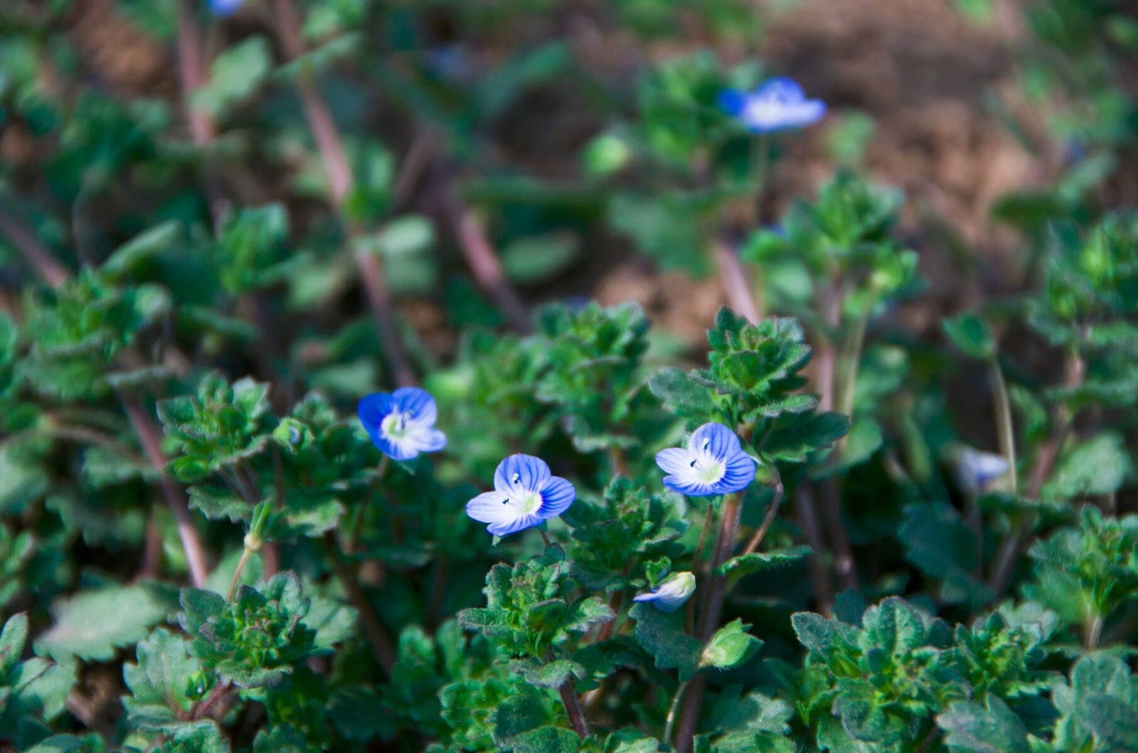 植物百科三十三婆婆纳