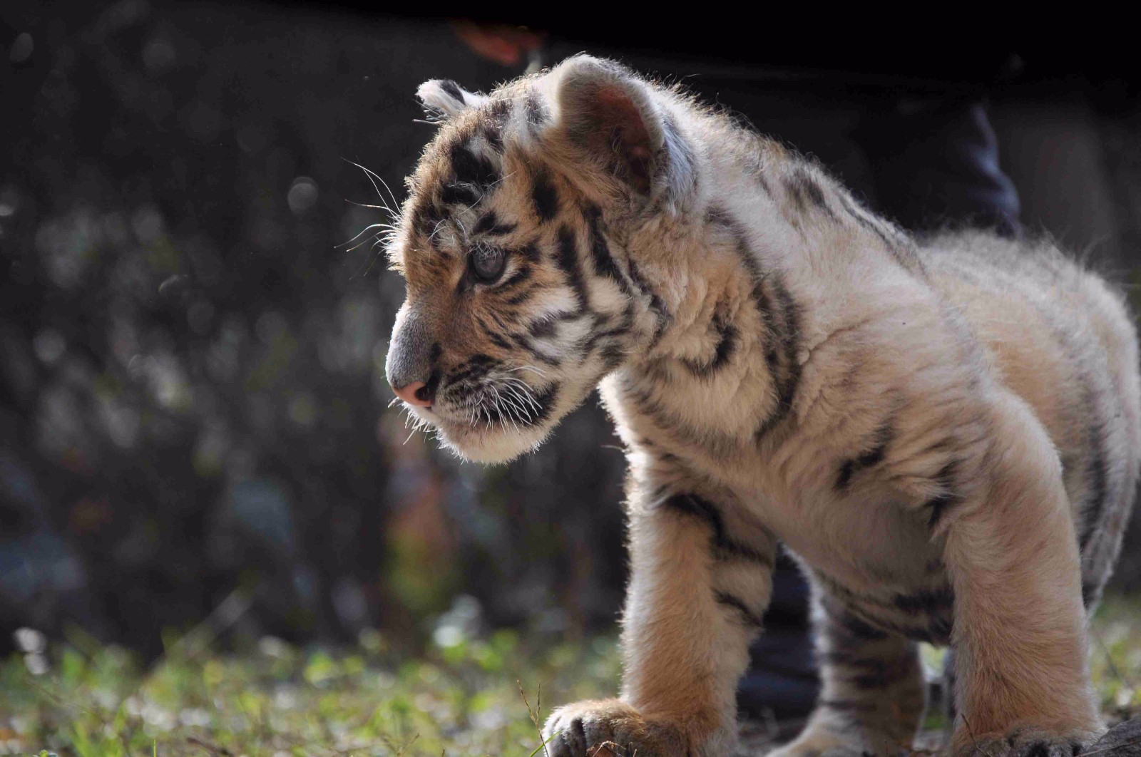 小老虎饿了就叫,赵艳梅半夜也要起床给虎宝宝喂奶.