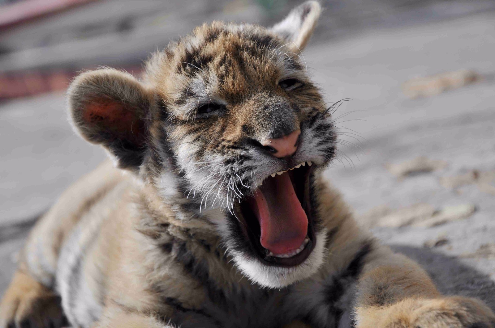河南游客:花10块钱摸了一次老虎屁股 值了