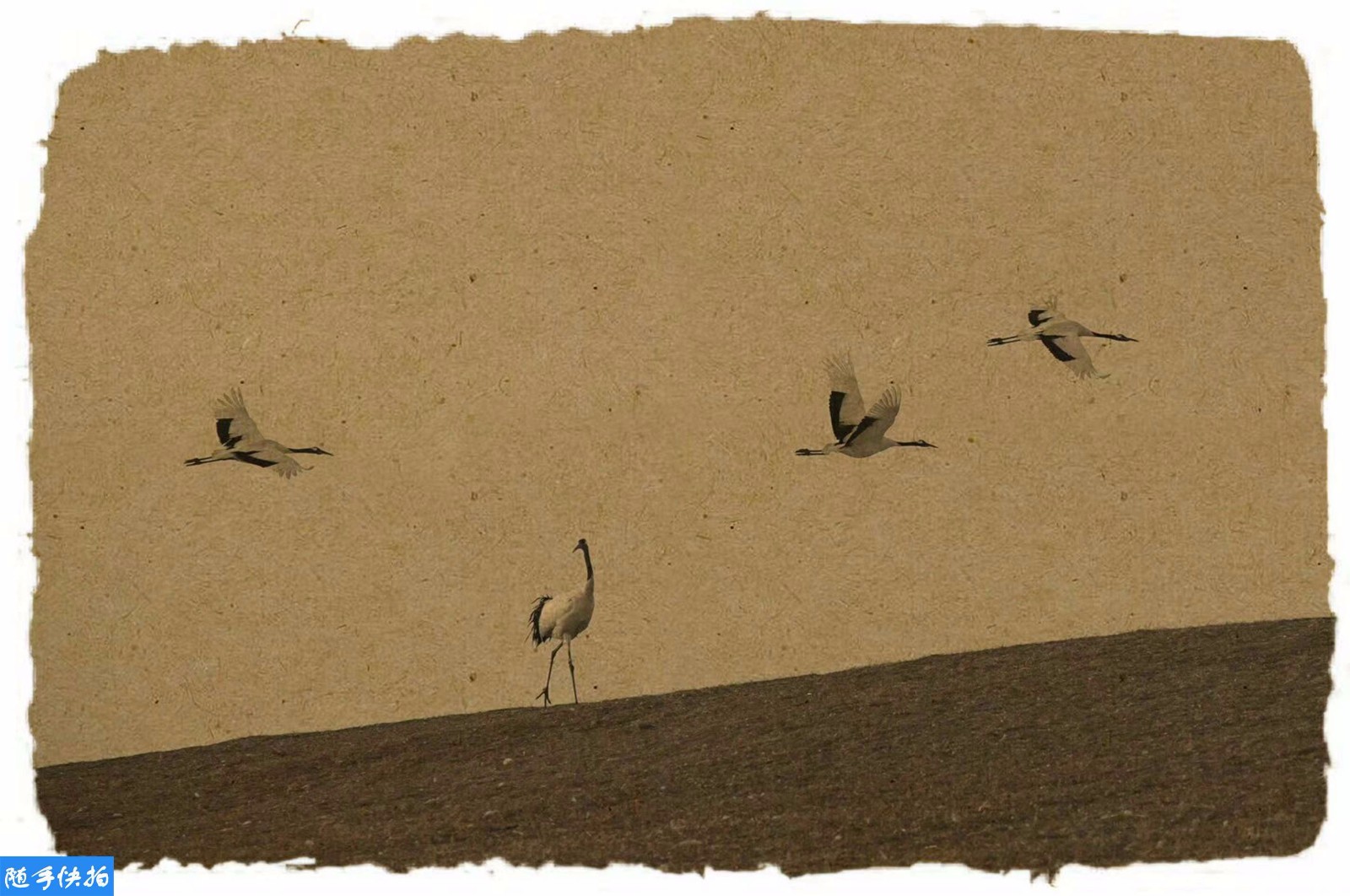 复古仙鹤图惊艳世人 你绝对瞧不出这是摄影作品