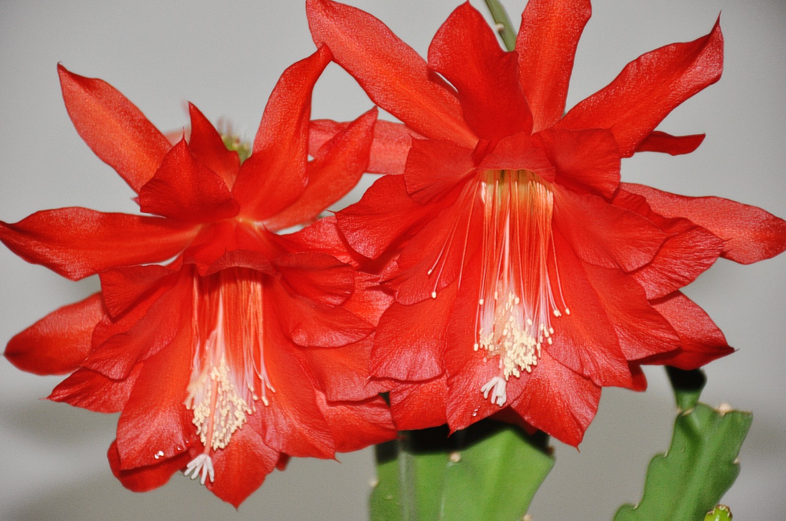 红色的令箭荷花有一种热烈的美,美得火辣,美得活泼