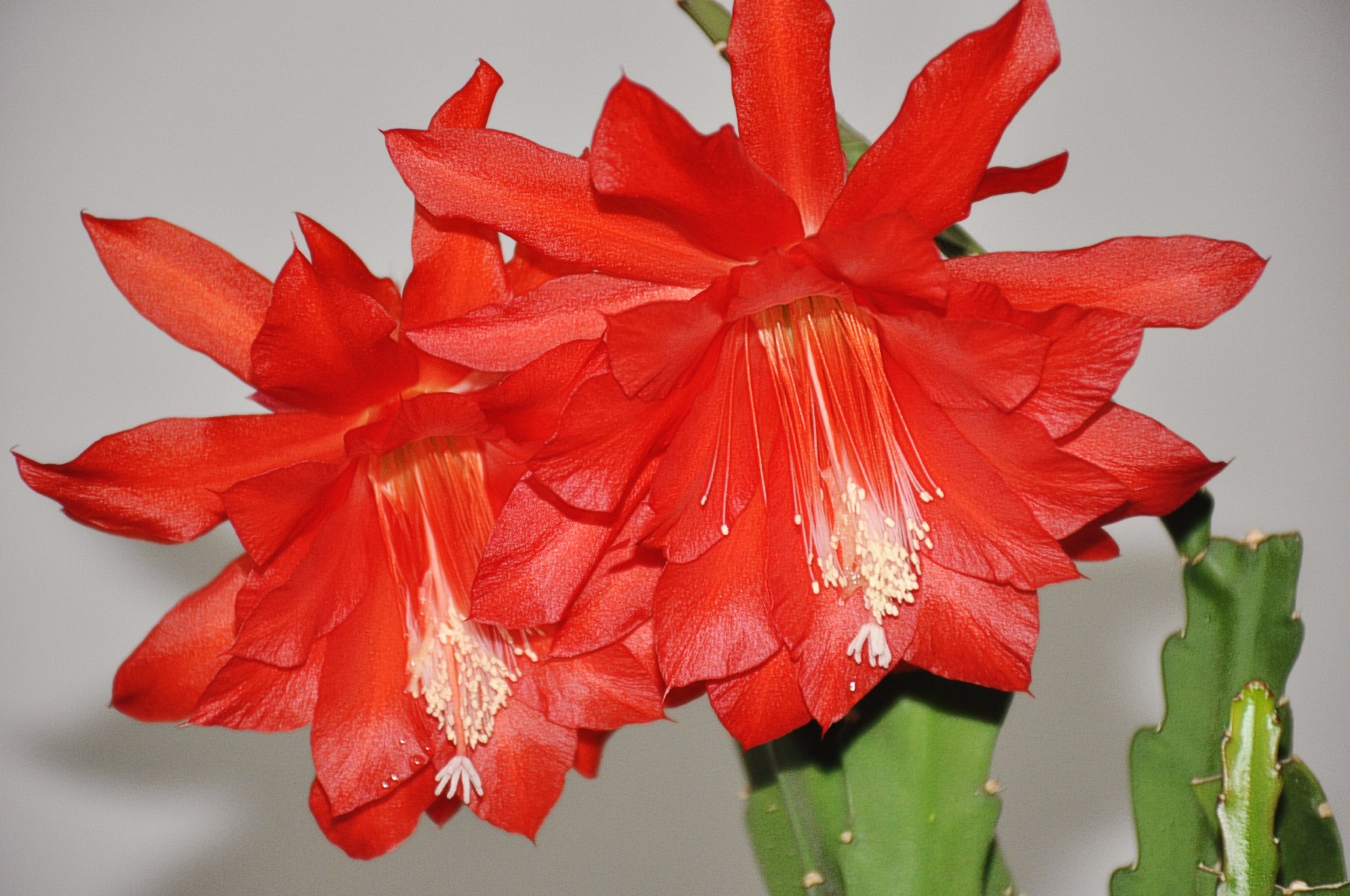 红色的令箭荷花有一种热烈的美,美得火辣,美得活泼