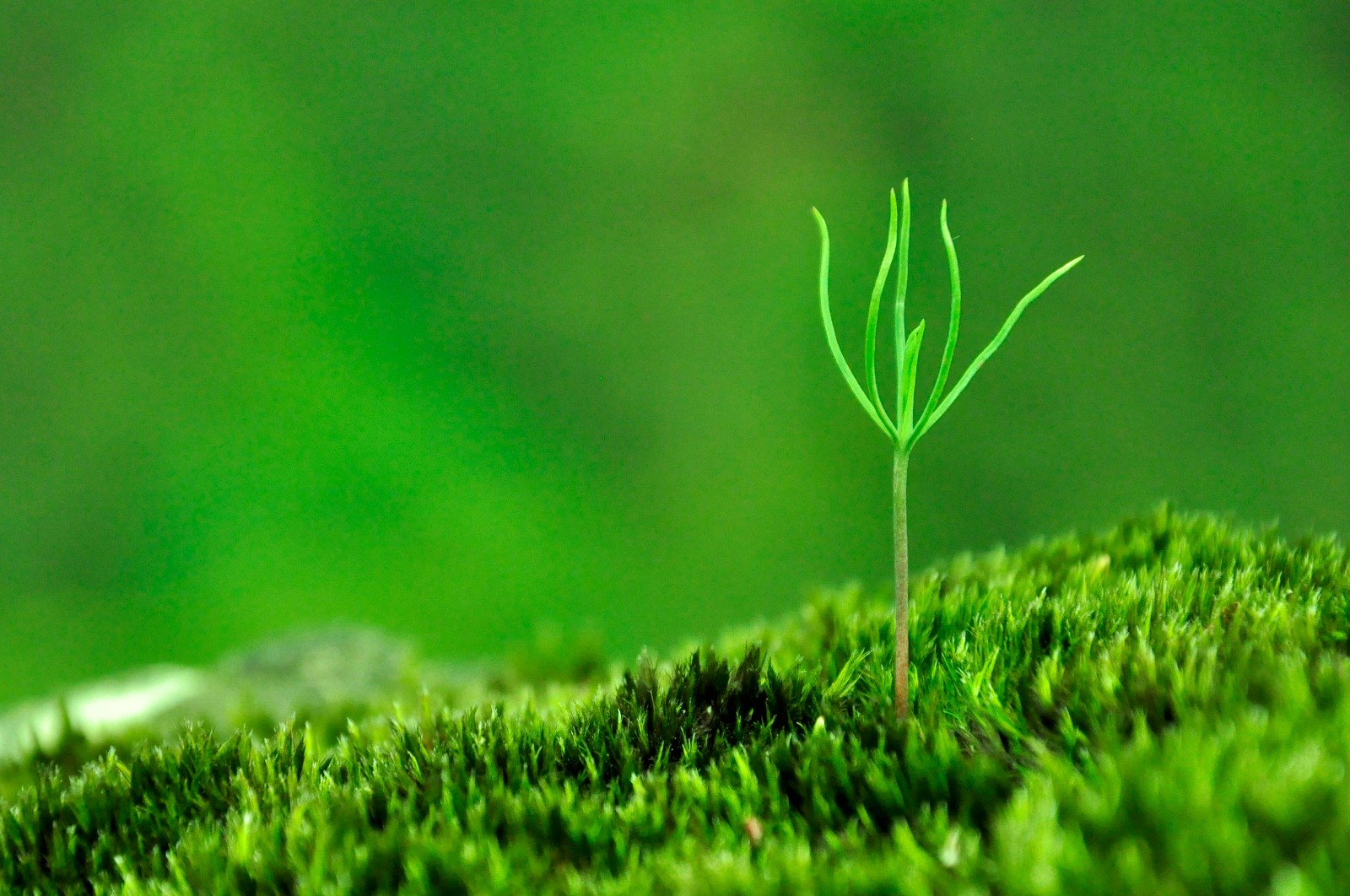 小诗《苔》为什么能一夜刷屏