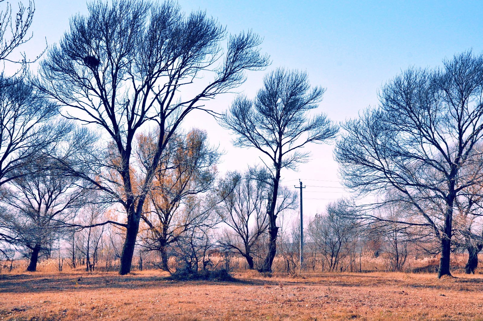 冬天的树有一种倔强之美