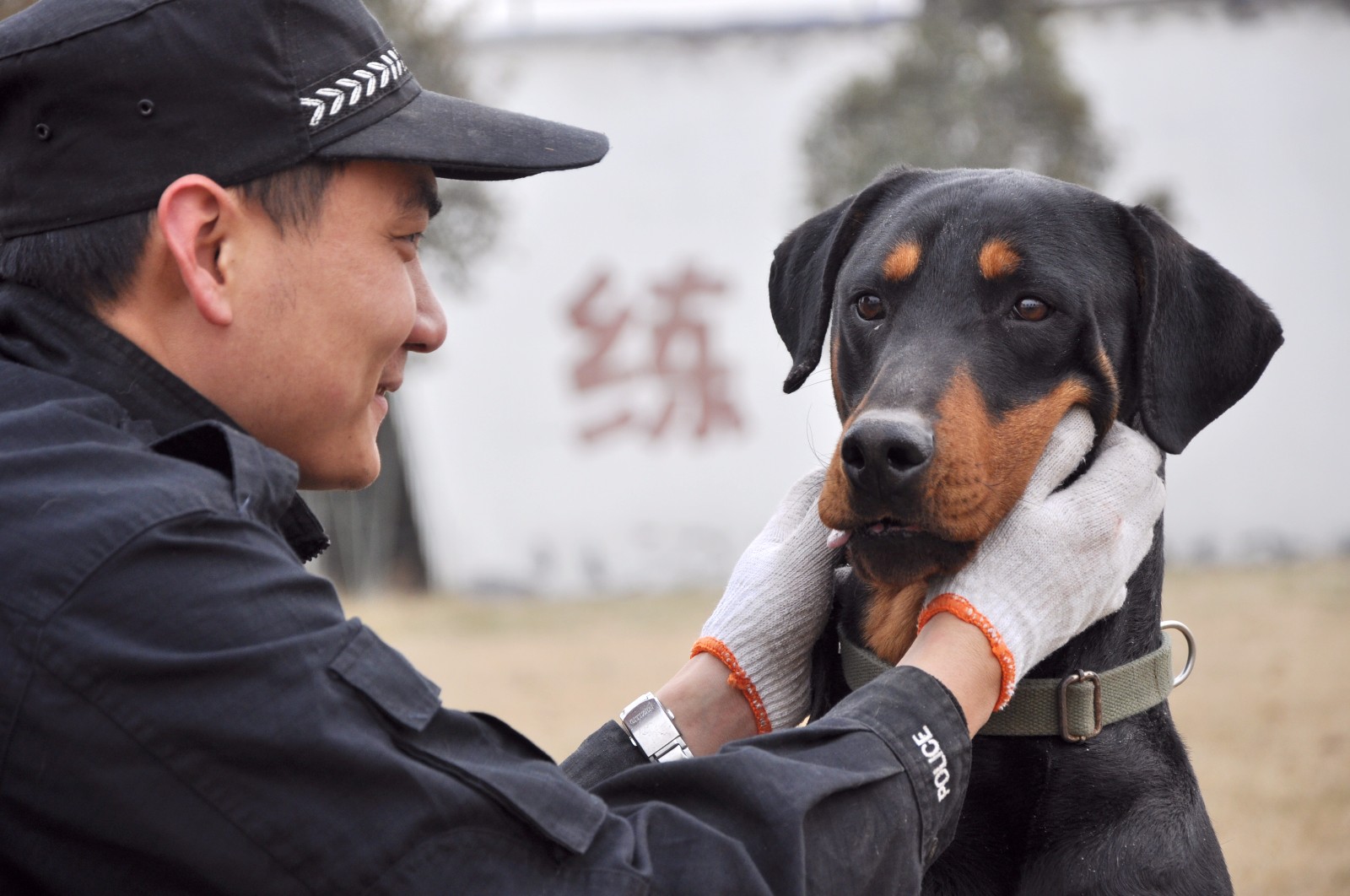 编外警察:总有一条警犬让你泪流满面