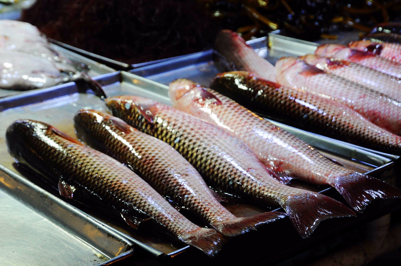 开凌梭就是梭鱼,鲁北一代最常见的海鱼,但只是在黄河凌汛时节叫开凌梭