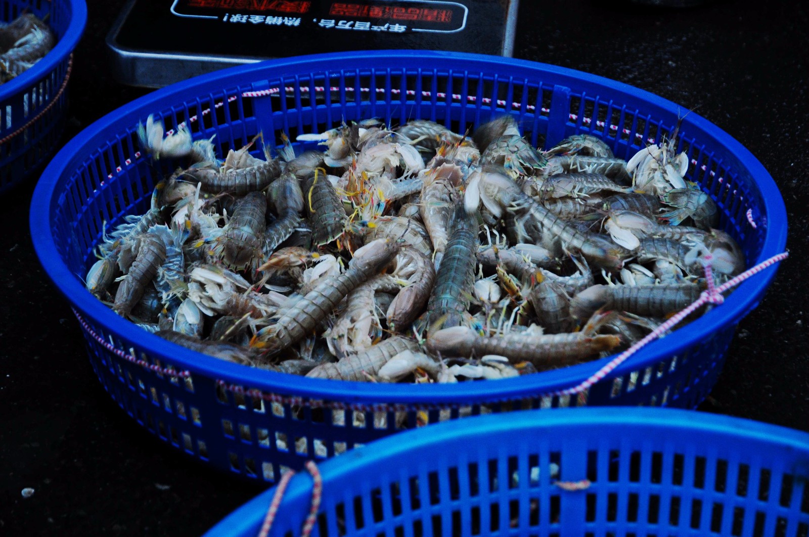 青岛初春早市海鲜贝类"当家"海虹10元5斤 八带鮹价格坚挺35一斤