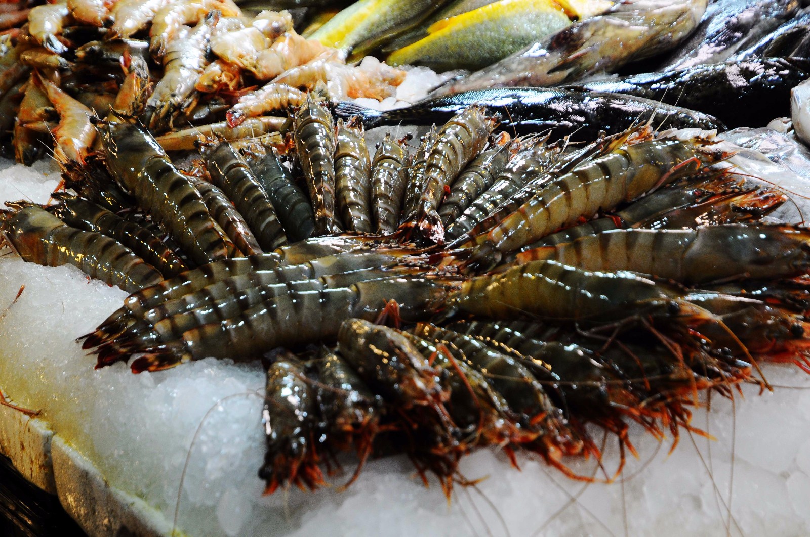 青岛初春早市海鲜贝类"当家"海虹10元5斤 八带鮹价格坚挺35一斤