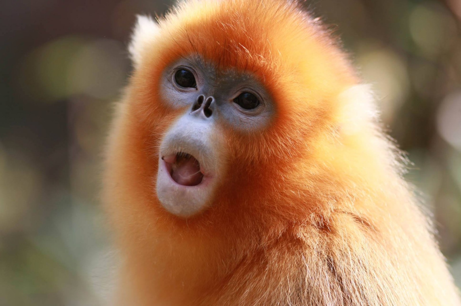 世界上很珍贵的6种猴子,你见过几种?