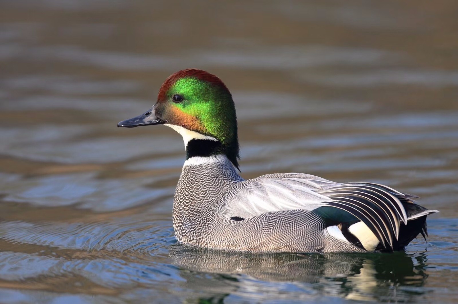 罕见超美!3只罗纹鸭飞临圆明园!该物种稀少,全中国仅有4千只!