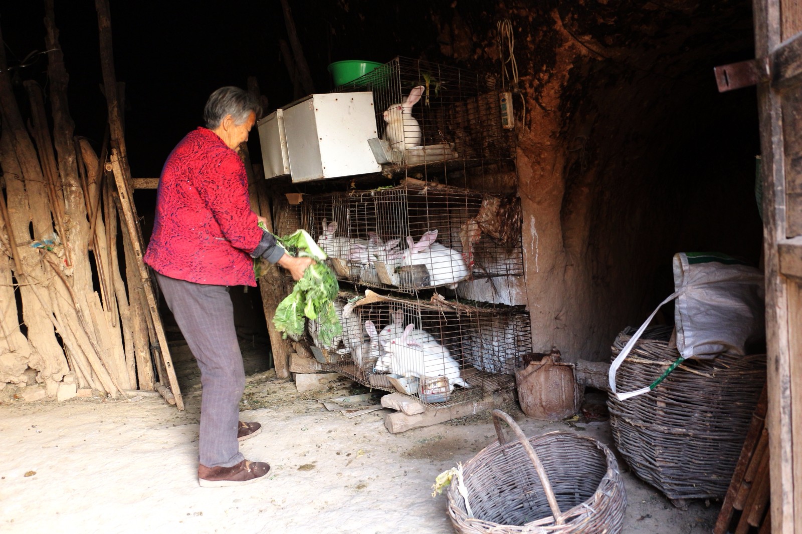 马奶奶种了几亩麦子,现在都是机器耕种,忙的时候几个儿子还是会回家帮