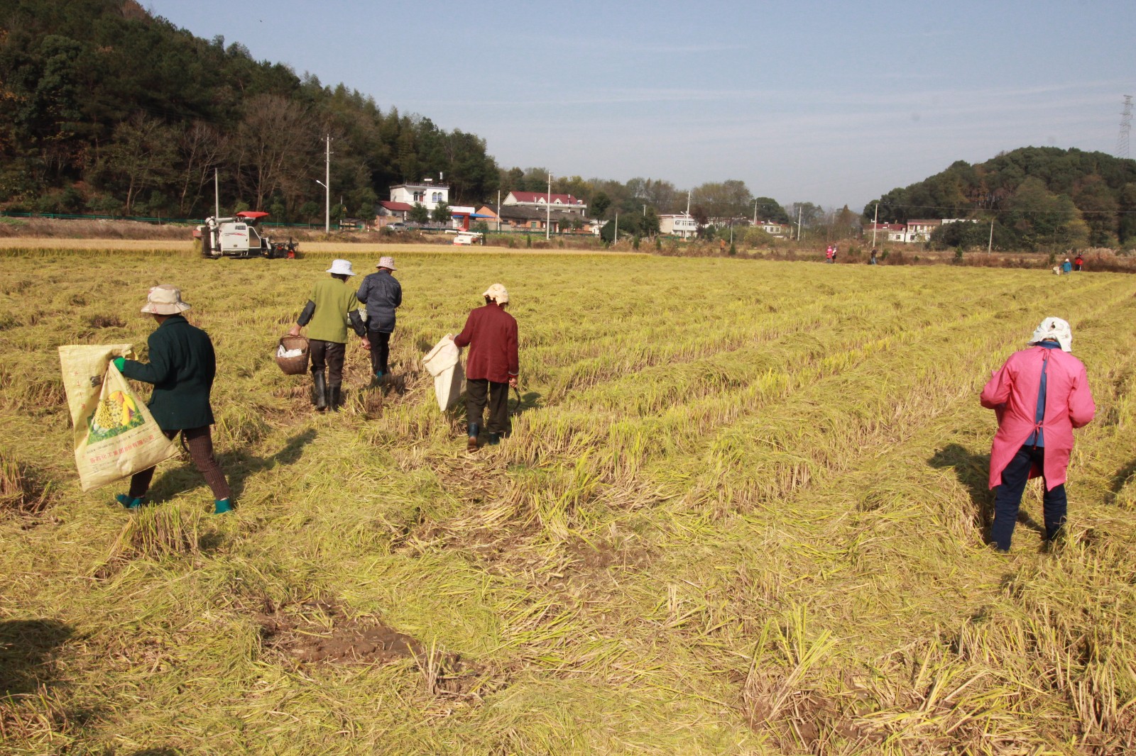 留守老人收割机后面捡漏只为不浪费一粒稻谷