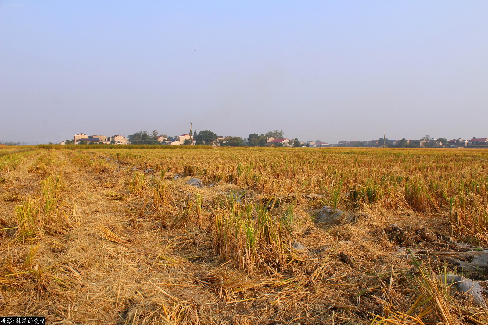 实拍湖南长沙农村秋收后稻田的样子,献给好奇的宝宝们,多图!|实拍|美