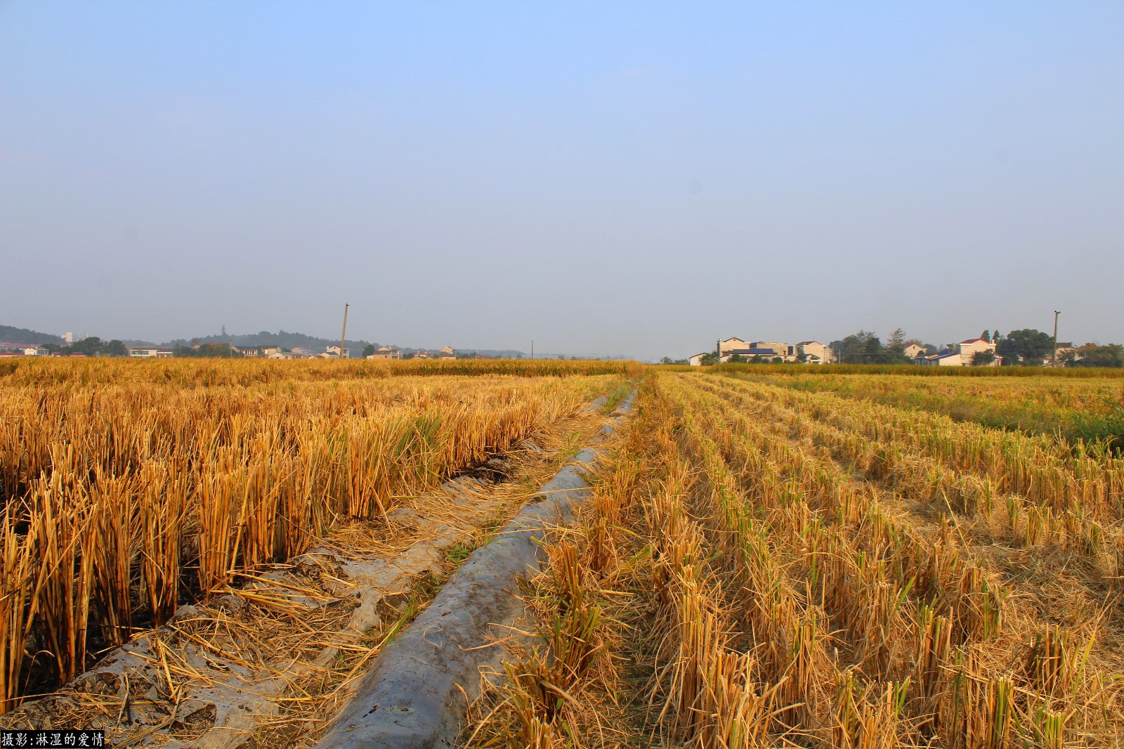 实拍湖南长沙农村秋收后稻田的样子,献给好奇的宝宝们,多图!