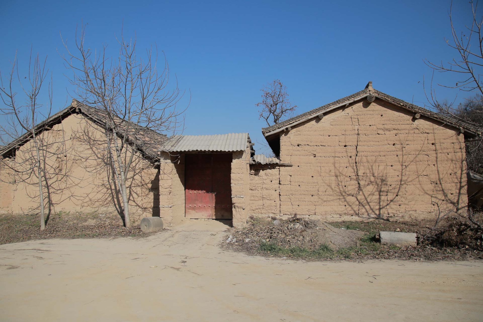 咸阳深山村庄人烟稀少火红的柿子烂在枝头无人采摘