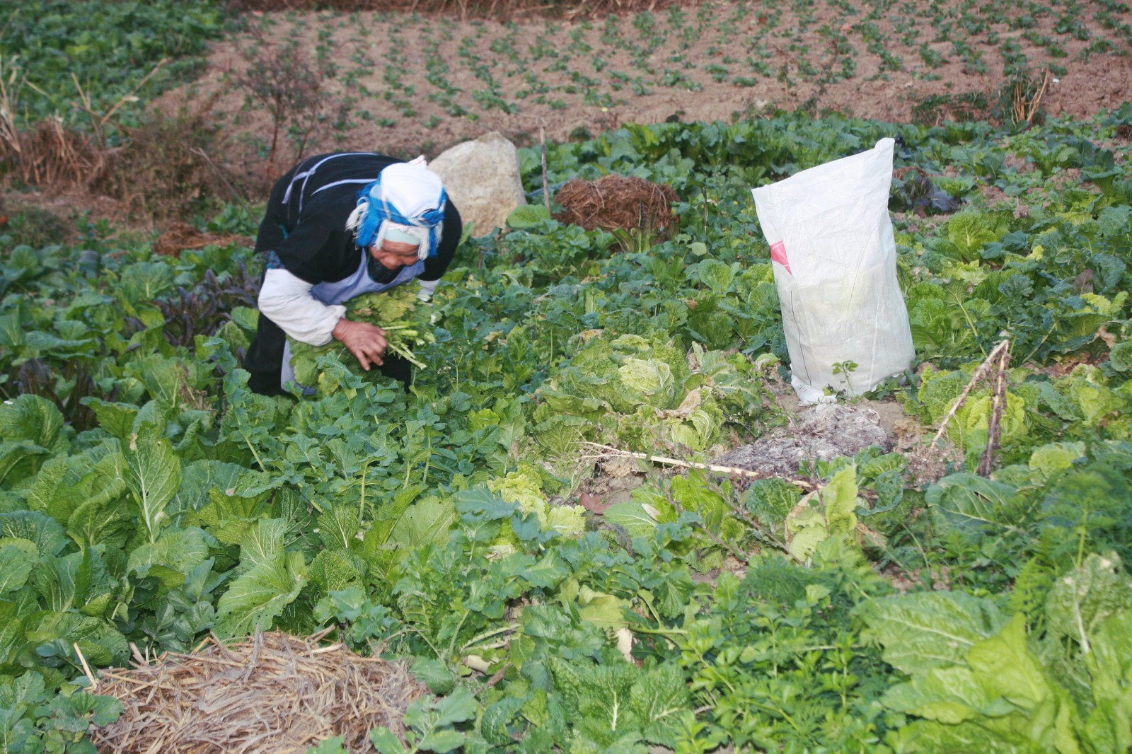 80岁留守老人自己种地养活自己, 这样日子看着而心酸