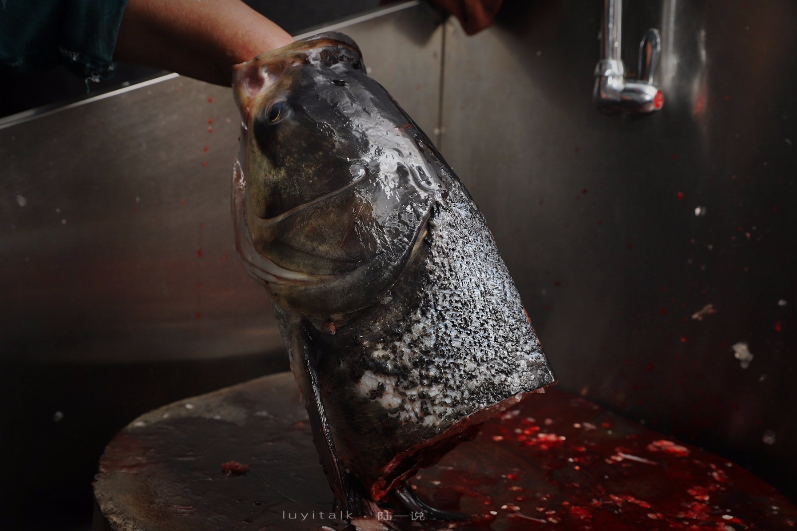 这是10来斤的大雄鱼头,看着霸气十足.