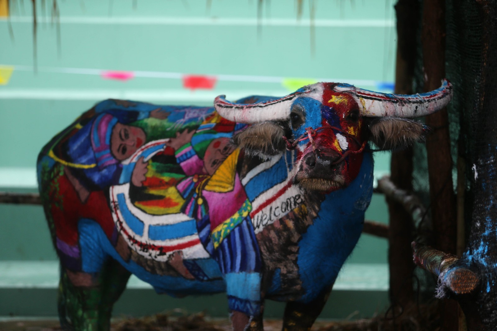 牛体彩绘雨中开赛 主人爱惜为牛撑伞开道|撑伞|彩绘|江城_新浪新闻