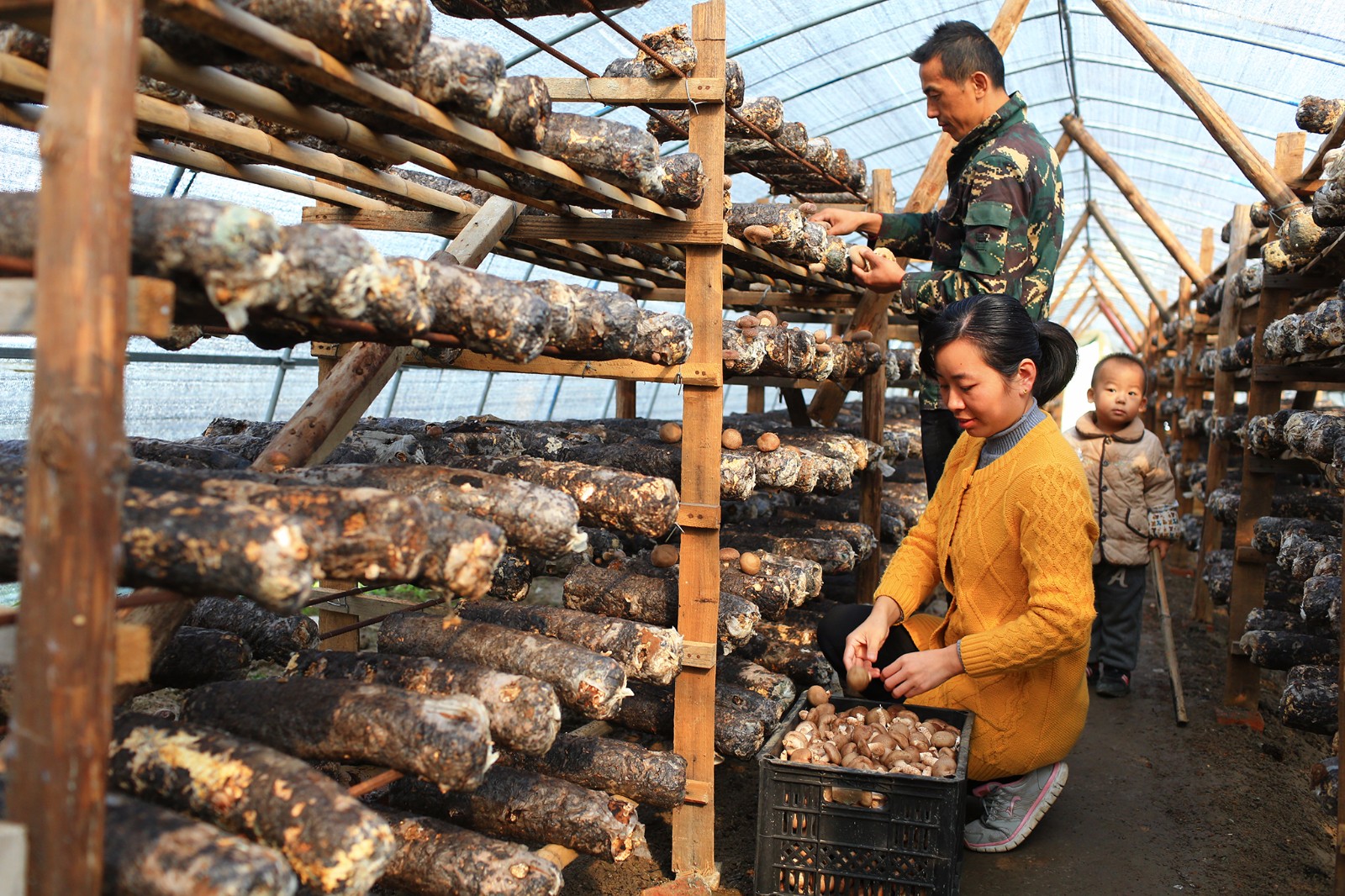浙海大女研究生与丈夫用科技创业种香菇,年产10多万斤收入百万