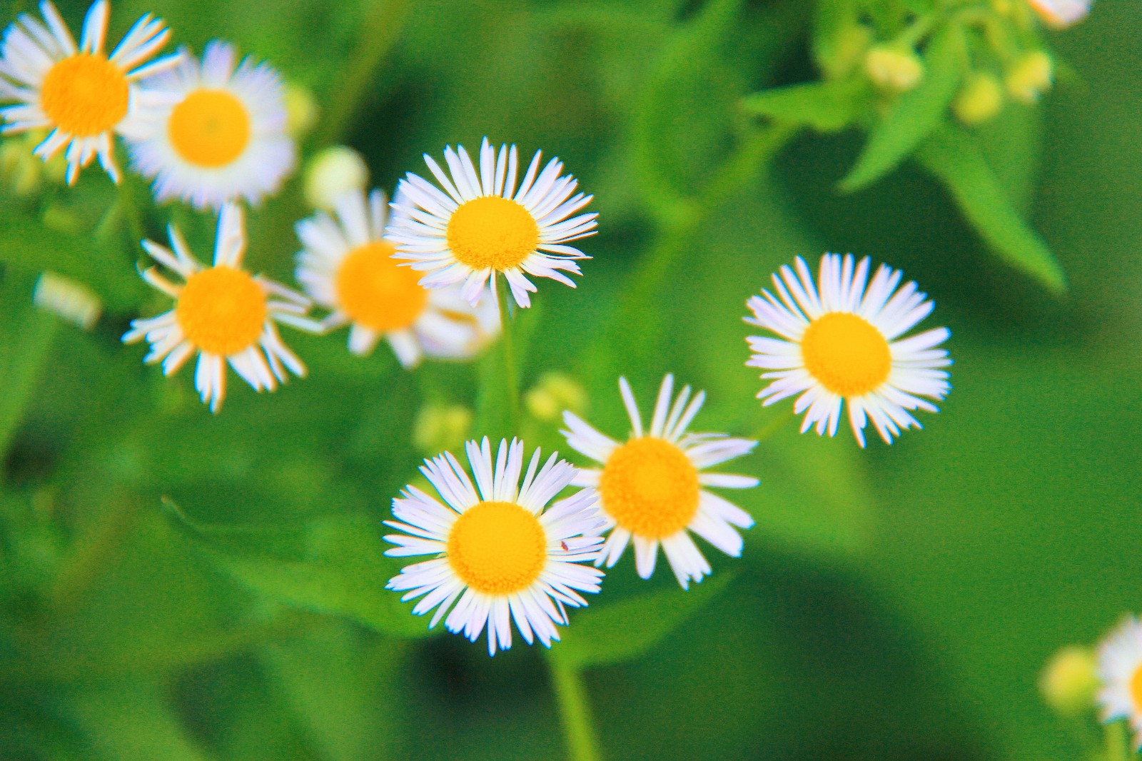 野外的一年蓬美得那么清新,那么养眼,那么空灵