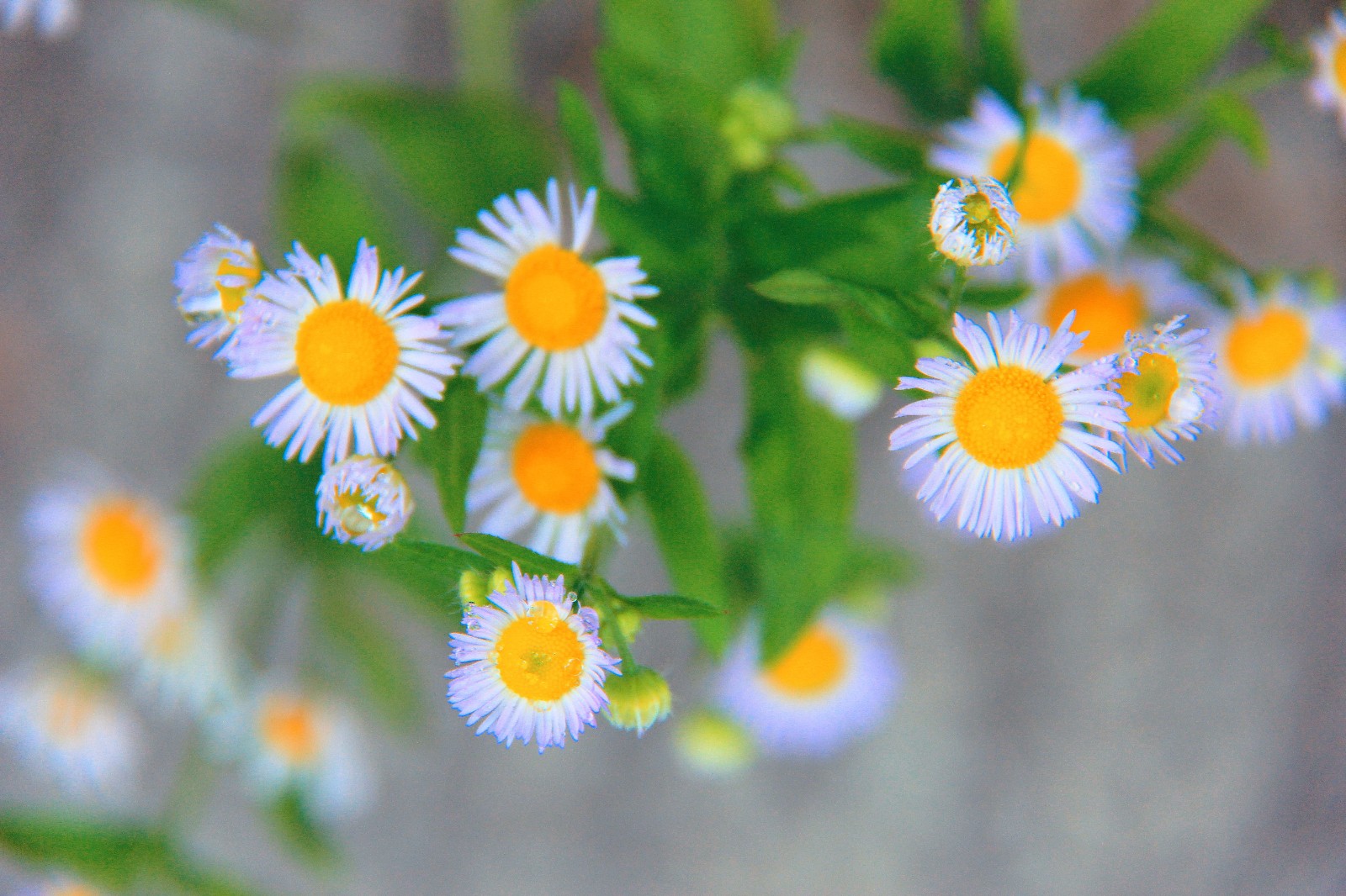 野外的一年蓬美得那么清新,那么养眼,那么空灵