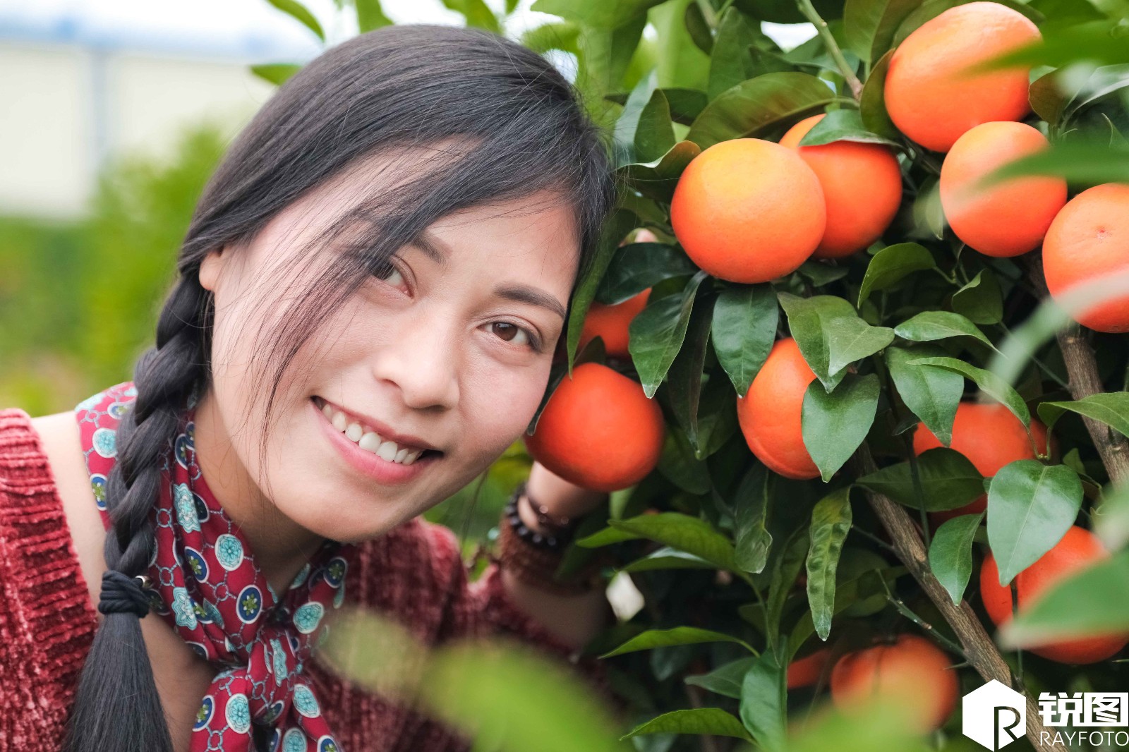 美女总经理辞职当农民,种果树用一险招收入翻倍