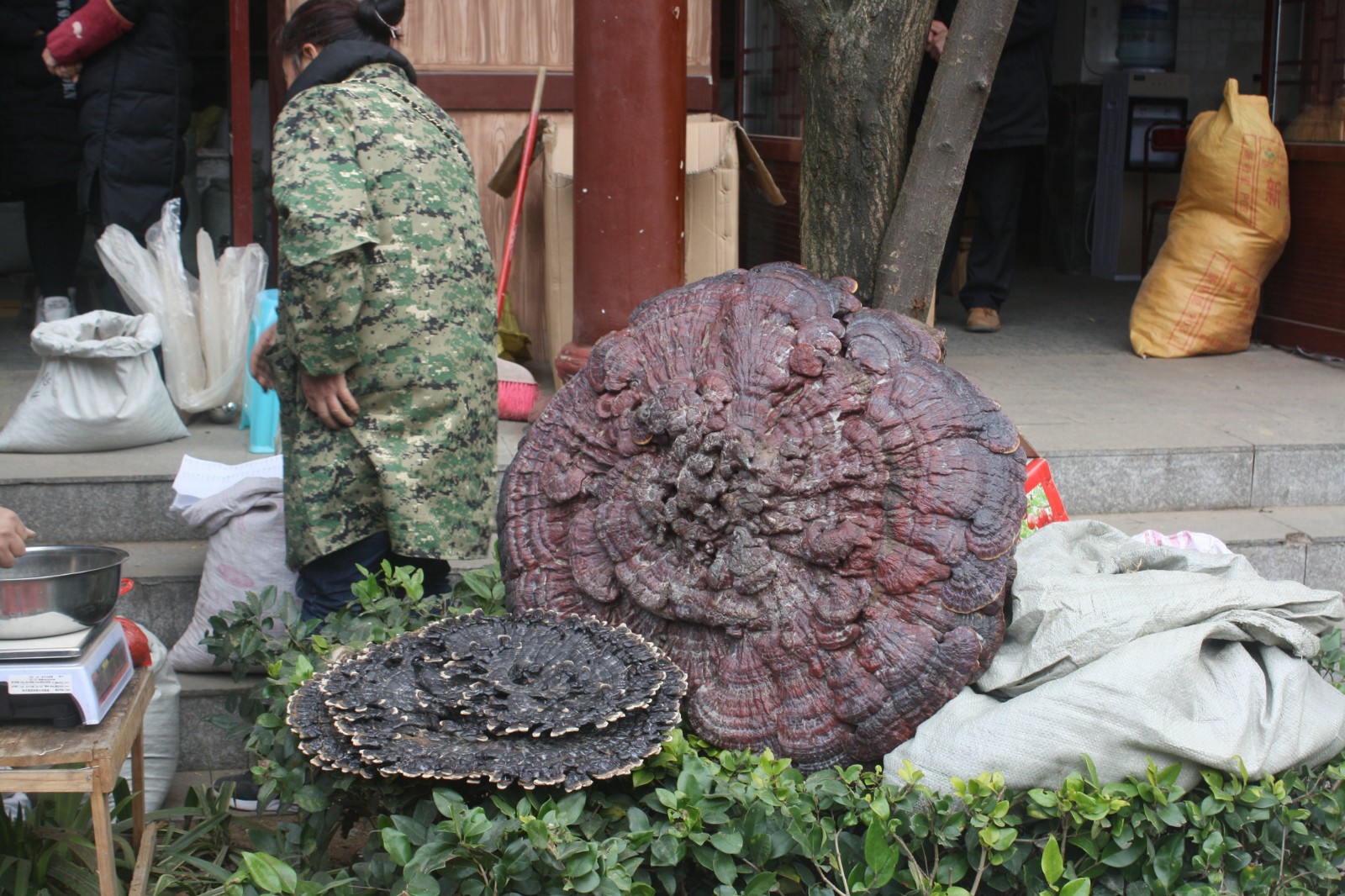 灵芝被誉为百草之王,有防癌抗癌功效与作用,很多人不知道的