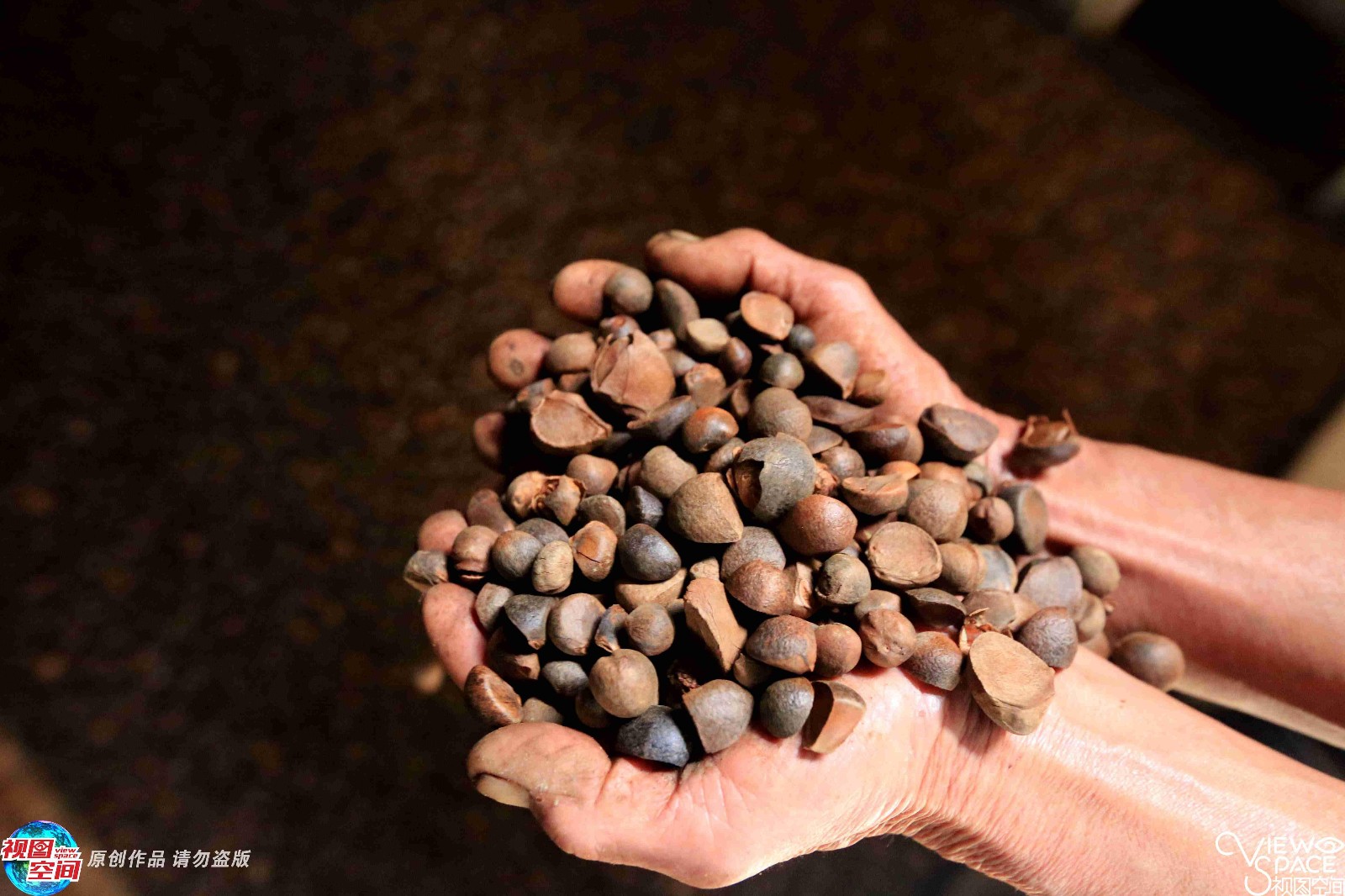 农村人古法榨油每公斤卖120元 城里人抢着买