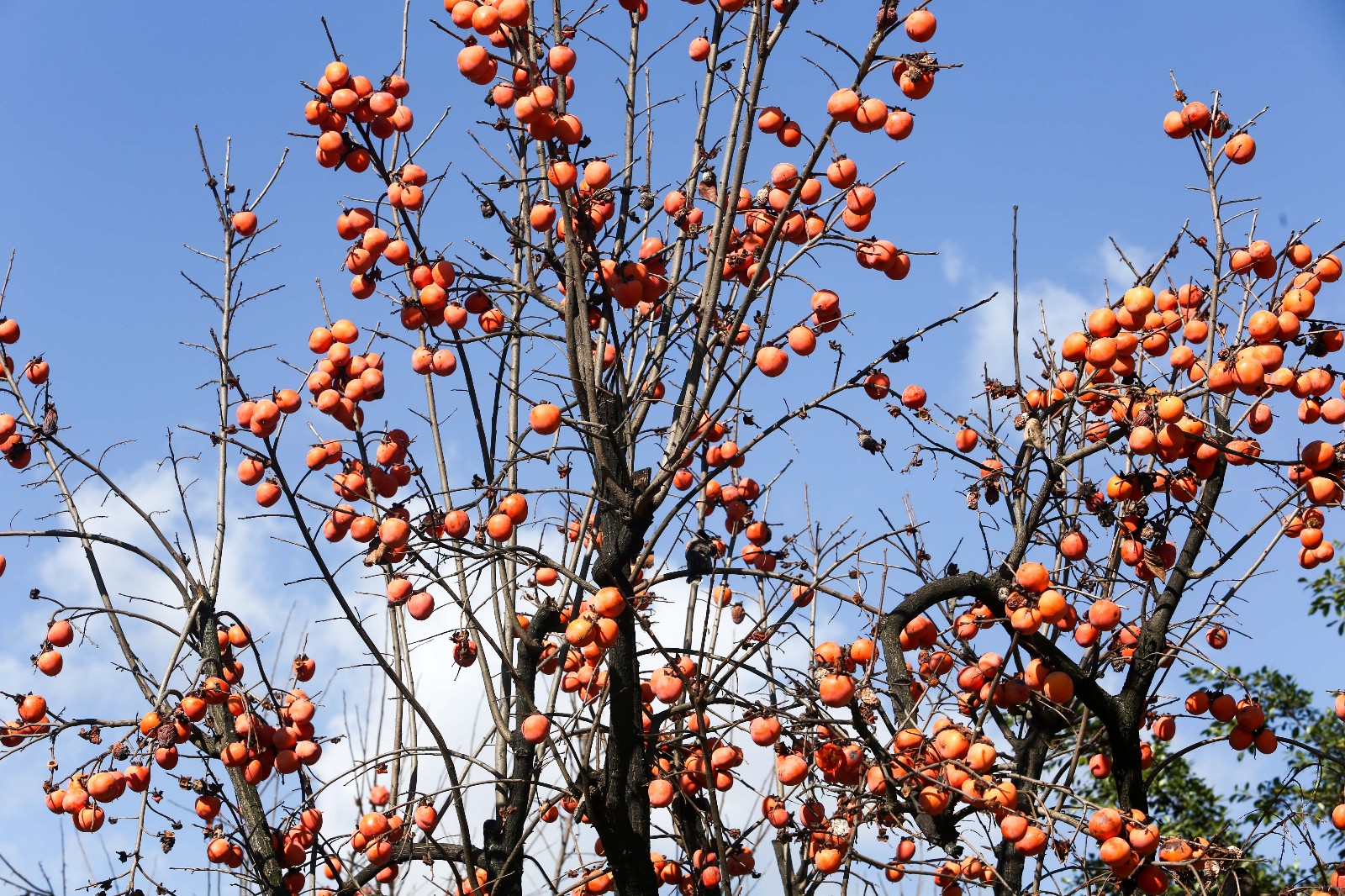 公园,大街变果园, "禁摘令"让千吨柿子烂在枝头