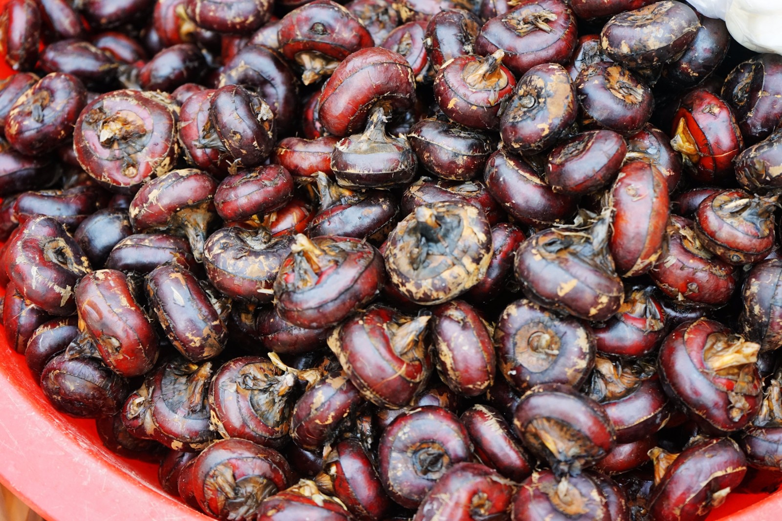 大姐路边卖泥里长的水果,皮黑肉白,削了皮每斤能卖十块钱|荸荠|大姐