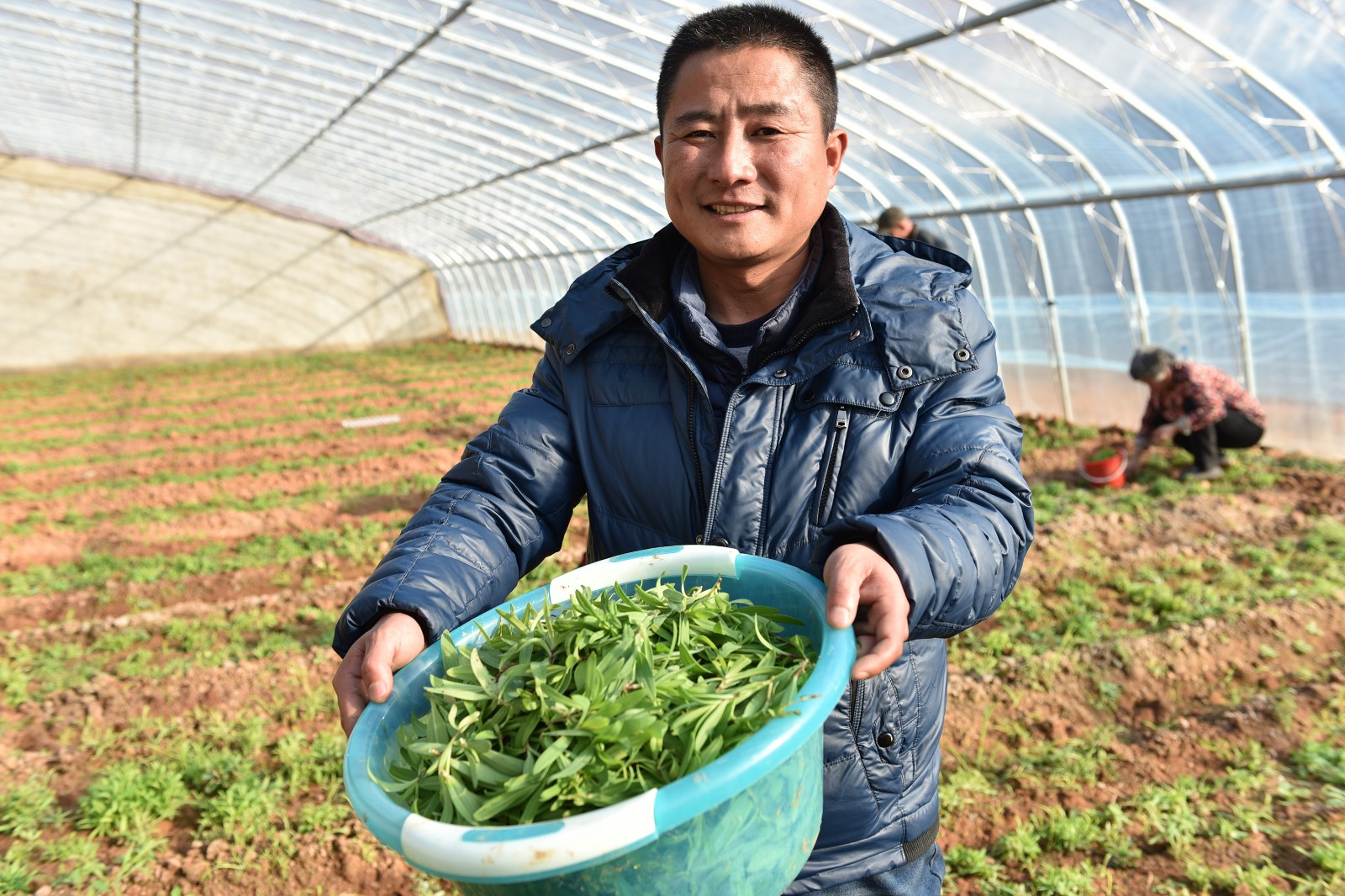 野菜进大棚种出新商机,1斤山菜能抵2斤肉