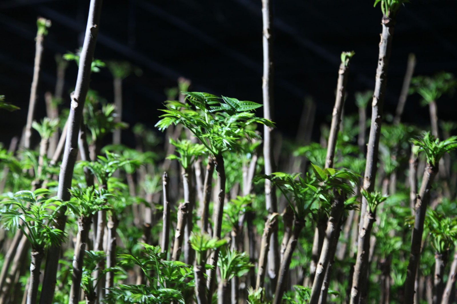 山西临猗两青年种植坑棚香椿芽1斤30元销往大城市供不应求
