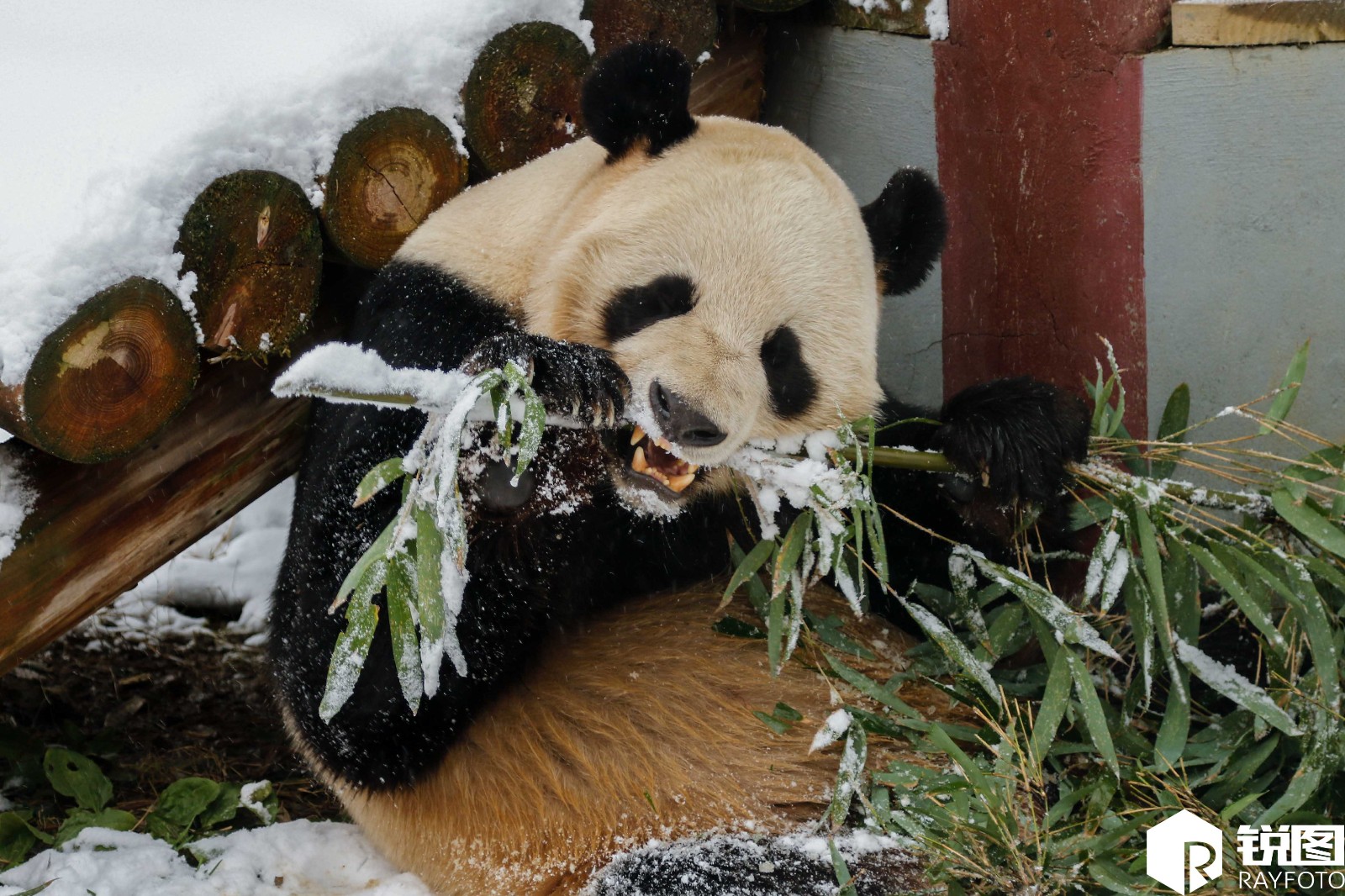 杭州大熊猫雪地里撒欢 开启"翻滚模式"_新浪看点