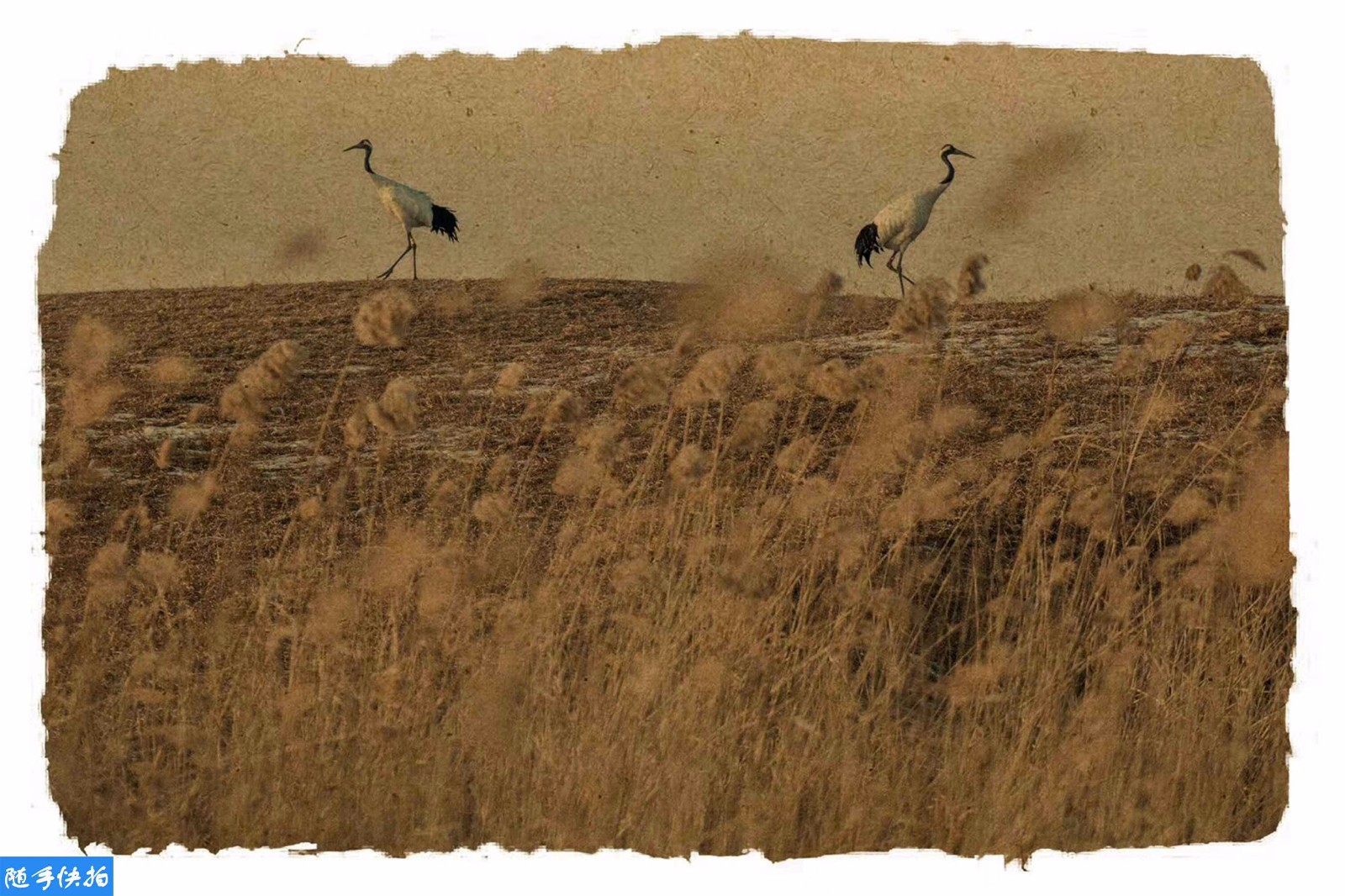 复古仙鹤图惊艳世人 你绝对瞧不出这是摄影作品